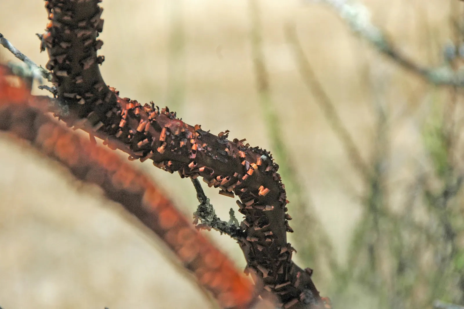 Mexican Manzanita (Arctostaphylos Pringlei) — ensuring a robust and enduring addition to the landscape