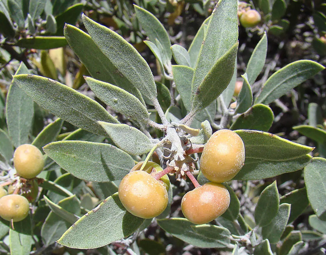 Mexican Manzanita (Arctostaphylos Pringlei) — Renowned for its stunning presence and resilience