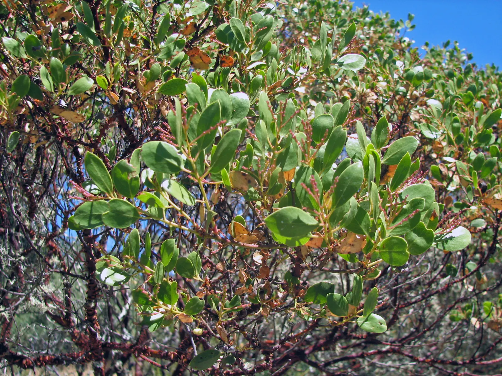 Mexican Manzanita (Arctostaphylos Pringlei) — shrub with pink blooms