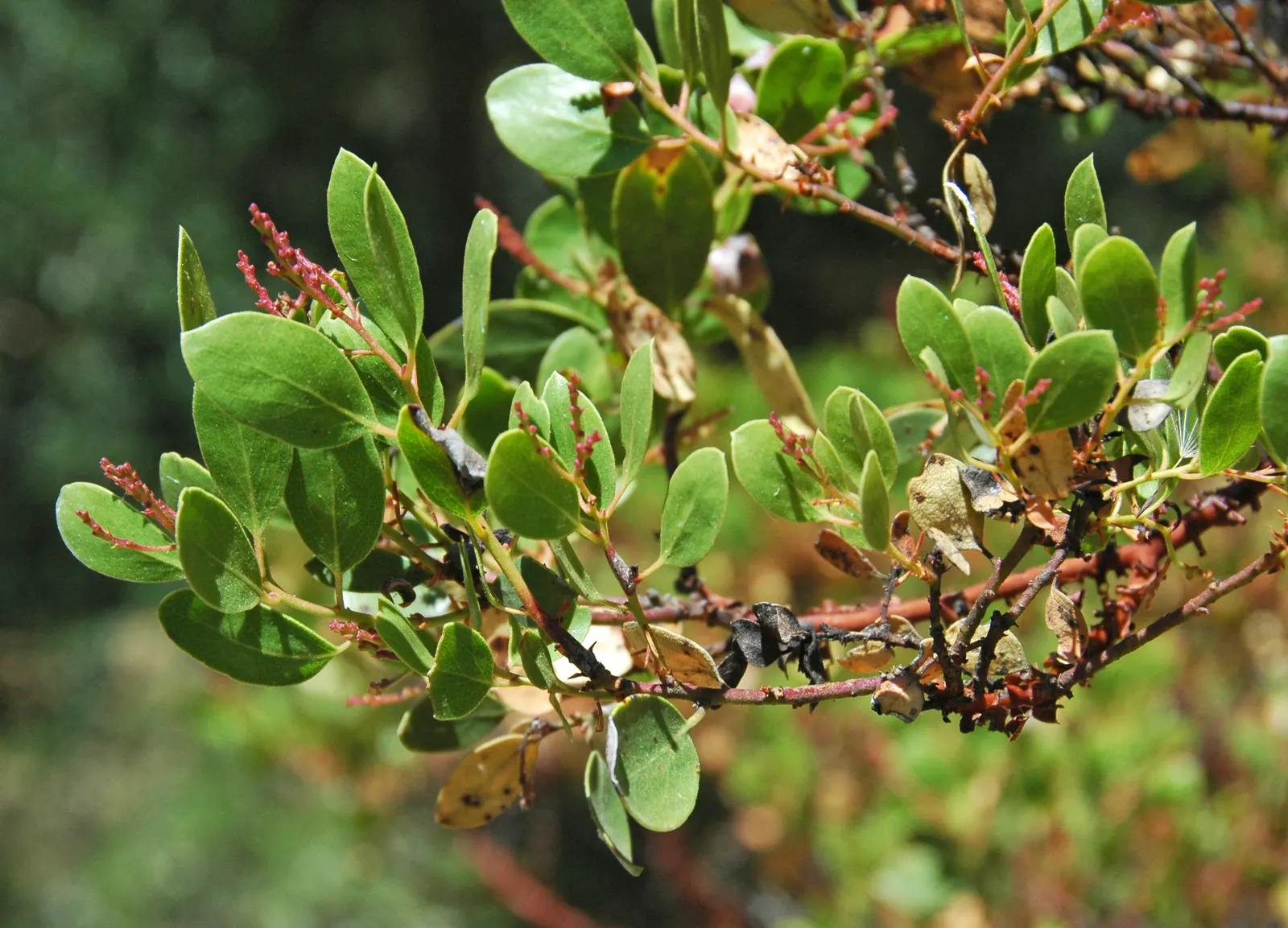 Mexican Manzanita (Arctostaphylos Pringlei) — Prefers well-drained soils, full sun to part shade, and is drought-tolerant once established