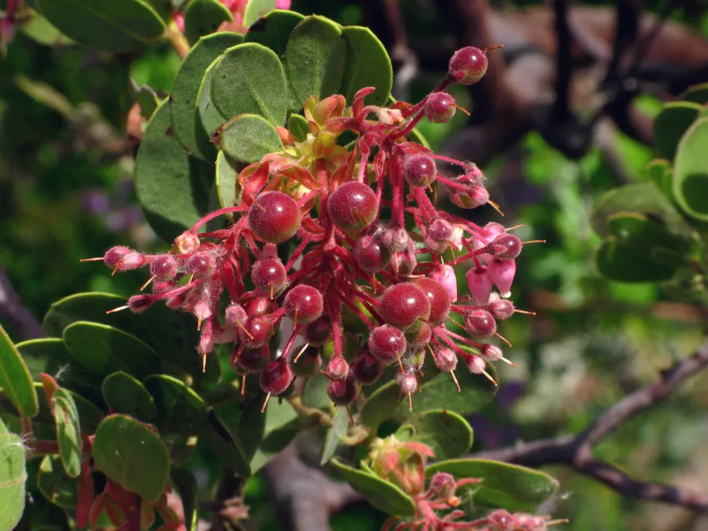 Mexican Manzanita (Arctostaphylos Pringlei) — shrub for full or half