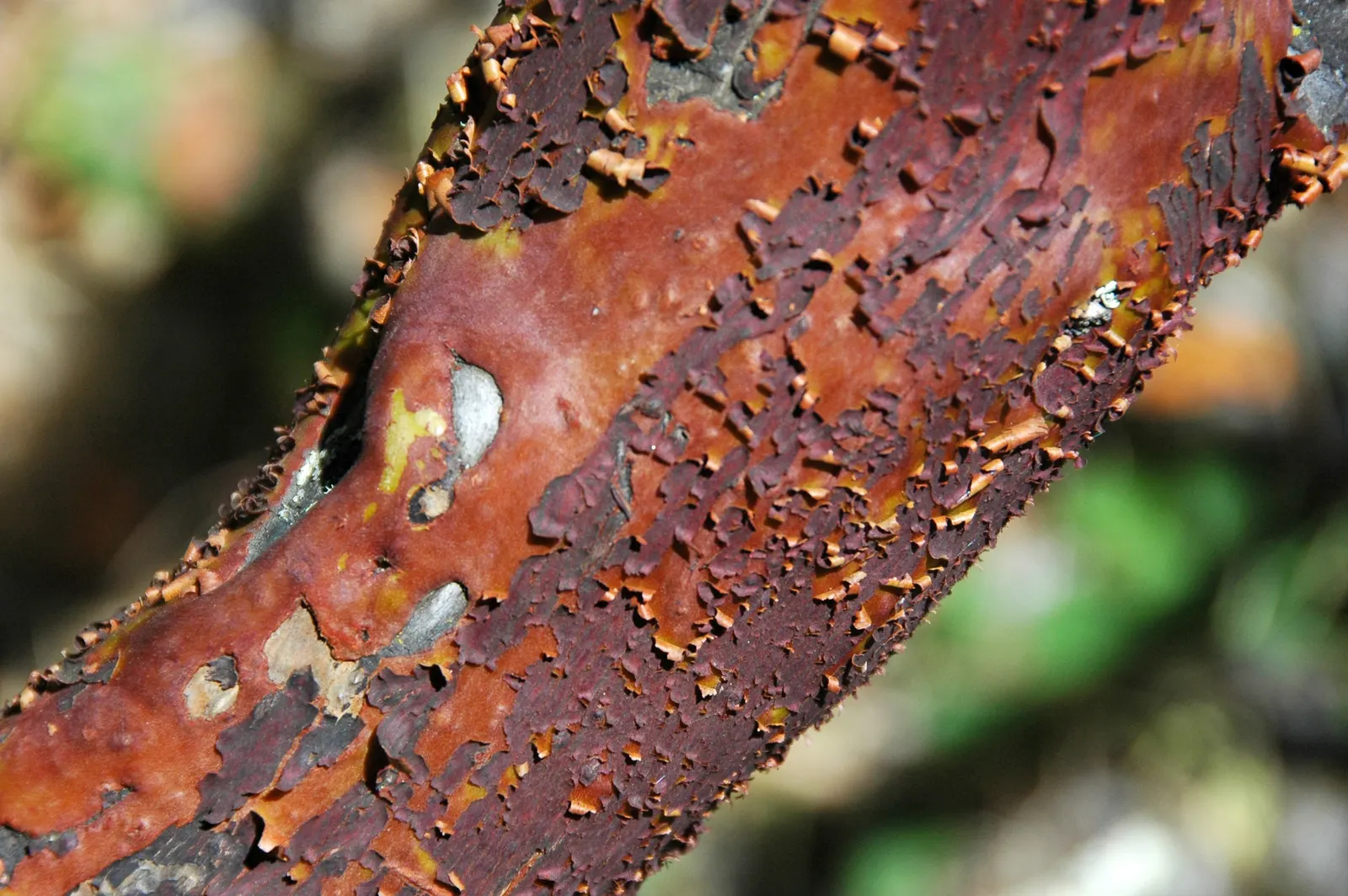 Mexican Manzanita (Arctostaphylos Pringlei) — Following the blooming period