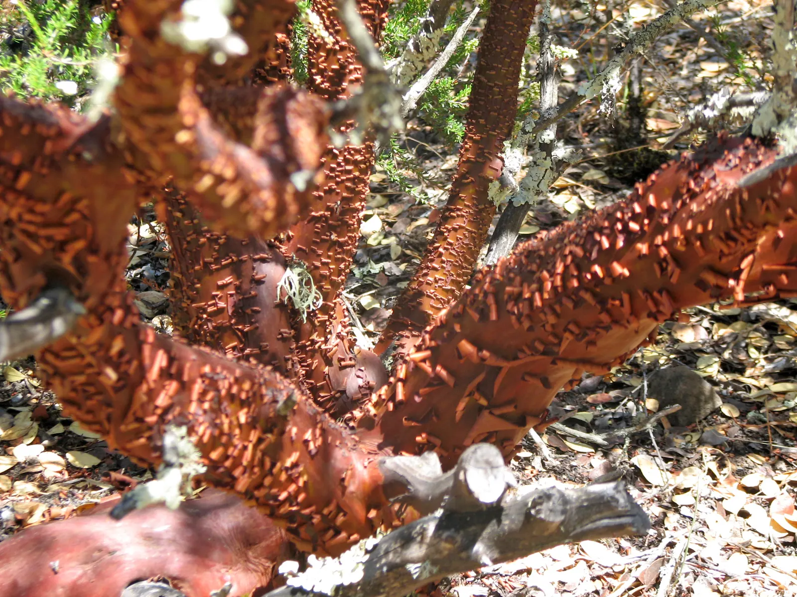 Mexican Manzanita (Arctostaphylos Pringlei) — The Mexican Manzanita (Arctostaphylos pringlei) is a captivating evergreen shrub native to the Southwest U.S