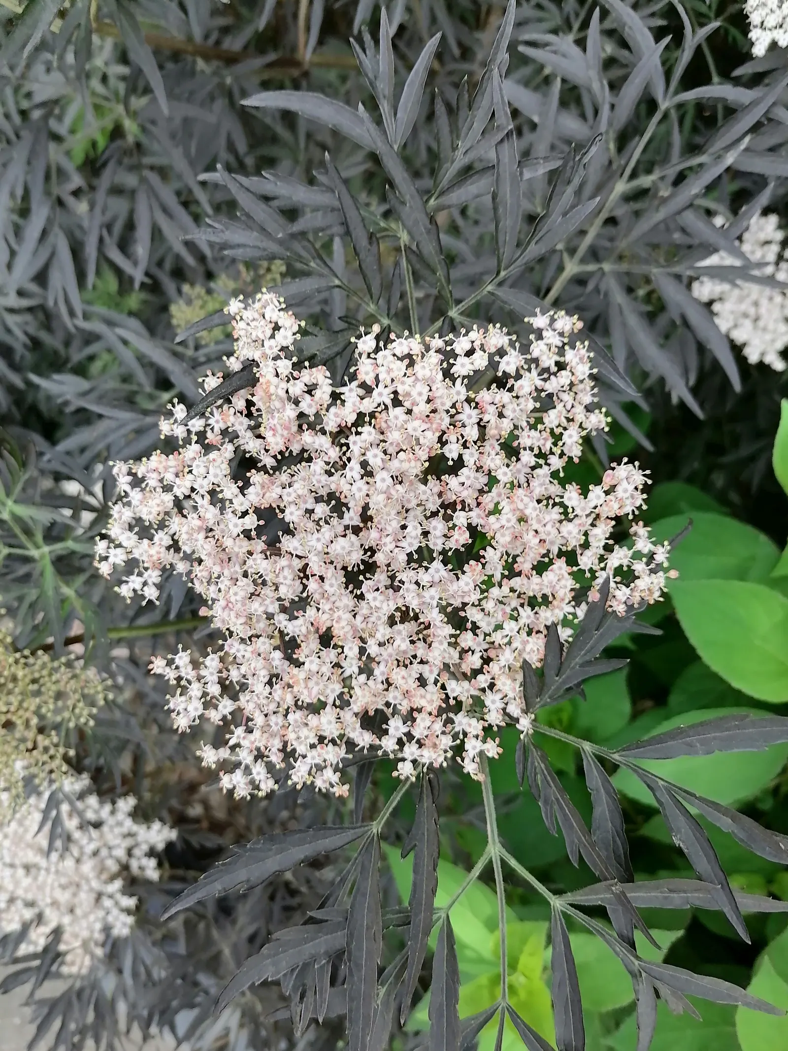 Black Lace Elder (Sambucus Nigra 'Black Lace') — renowned for its ornamental attributes