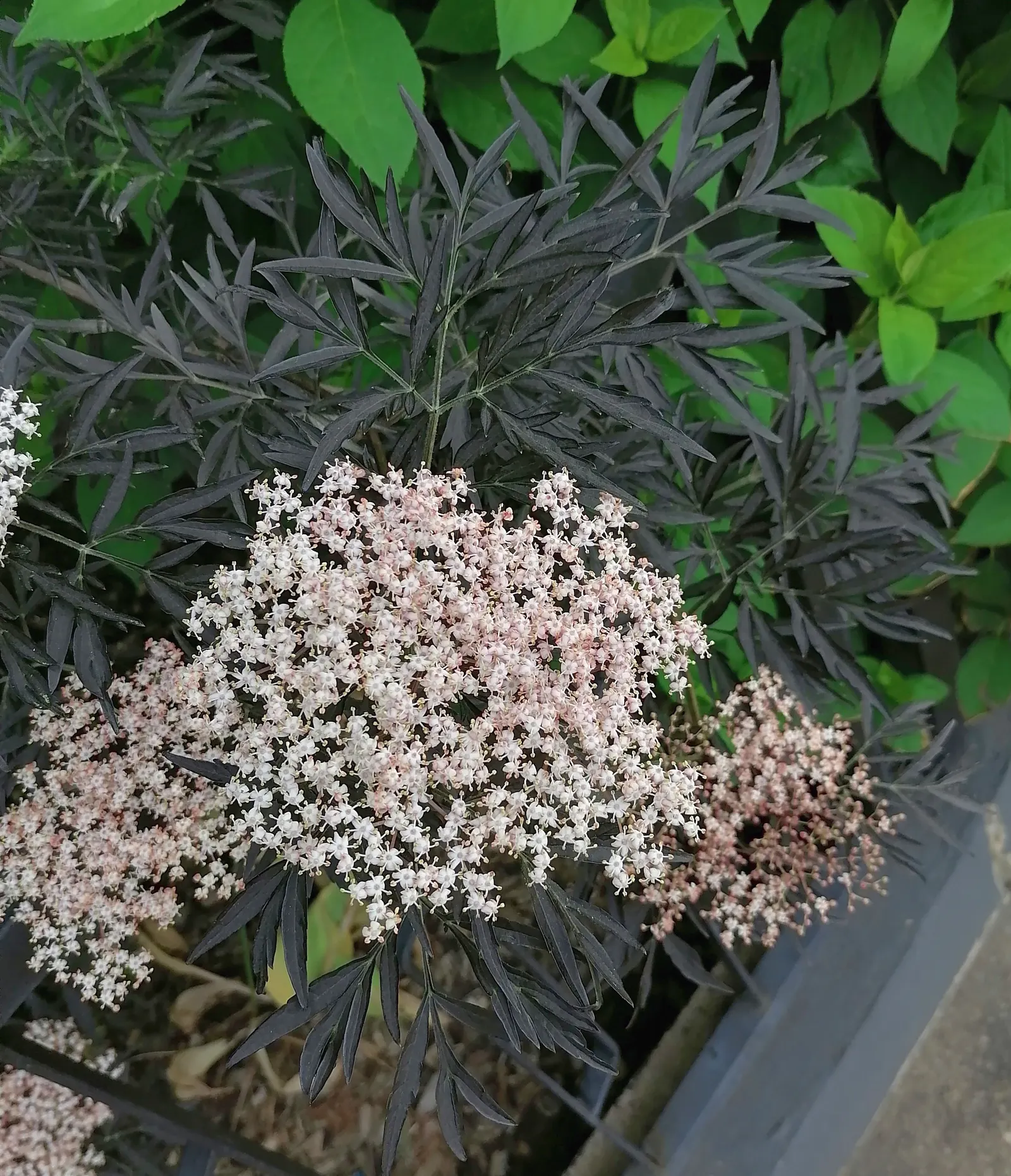 Black Lace Elder (Sambucus Nigra 'Black Lace') — This deciduous shrub stands out with its finely dissected