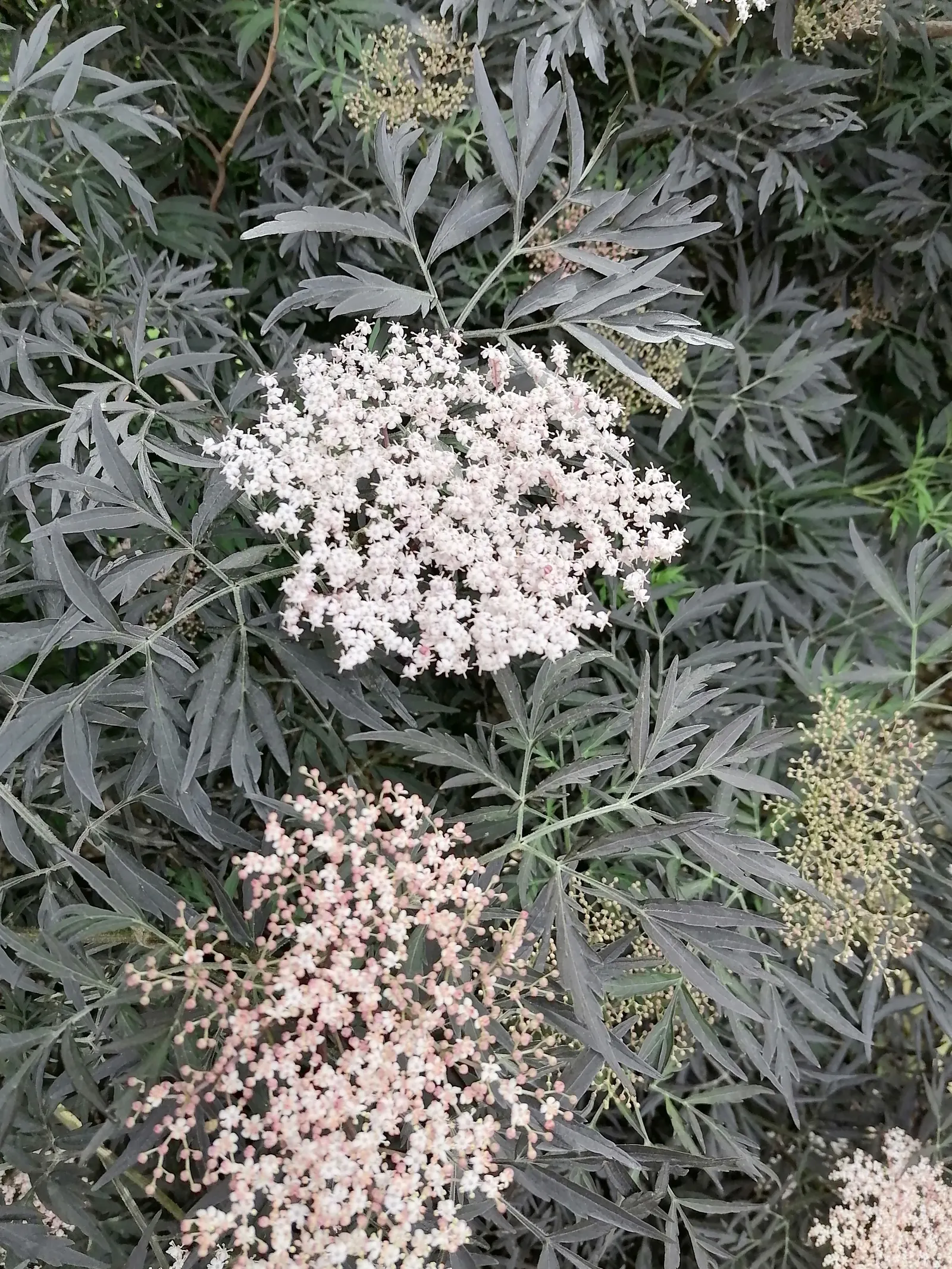 Black Lace Elder (Sambucus Nigra 'Black Lace') — is a striking cultivar of the common elderberry