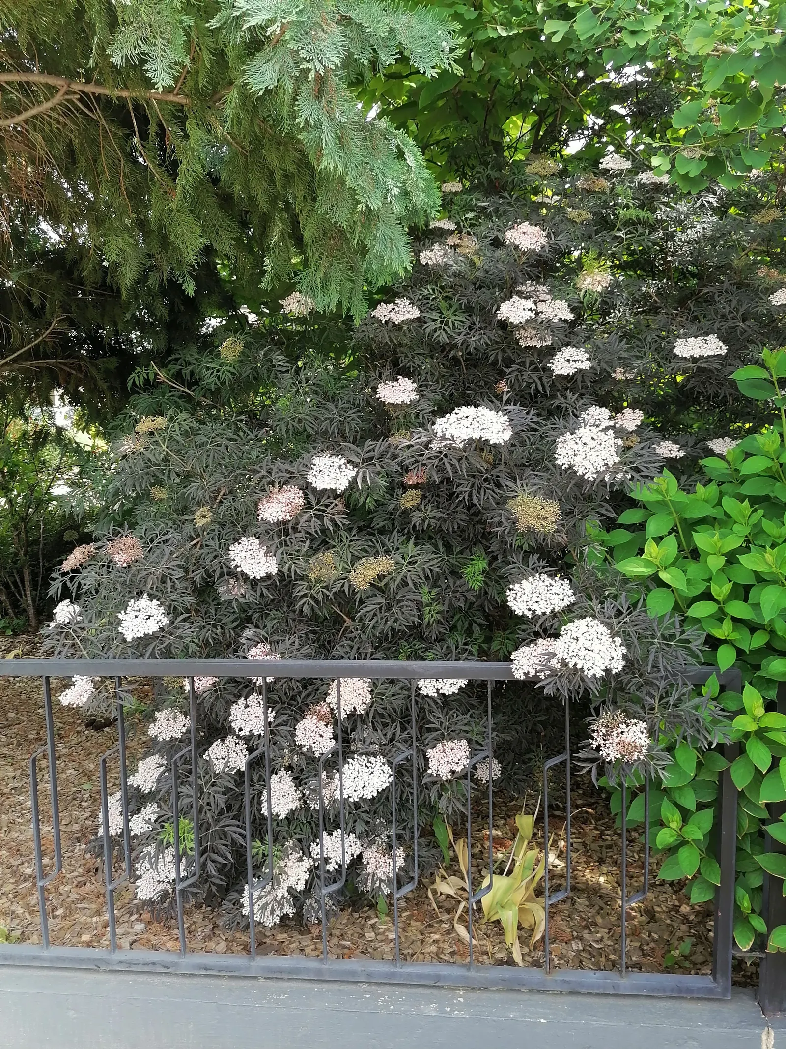 Black Lace Elder (Sambucus Nigra 'Black Lace') — deep purple-black foliage