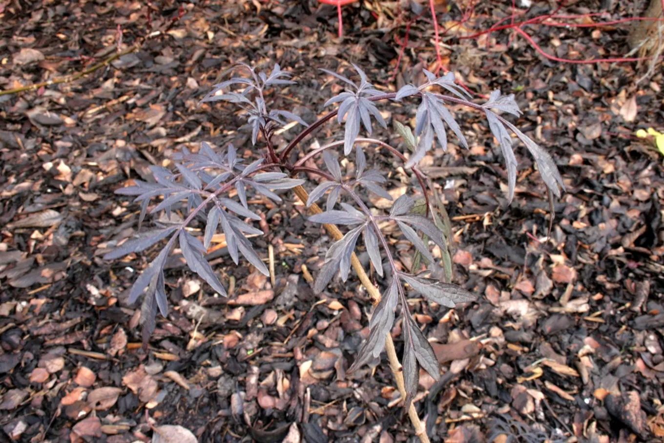 Black Lace Elder (Sambucus Nigra 'Black Lace') — scientifically named Sambucus nigra 'Black Lace'