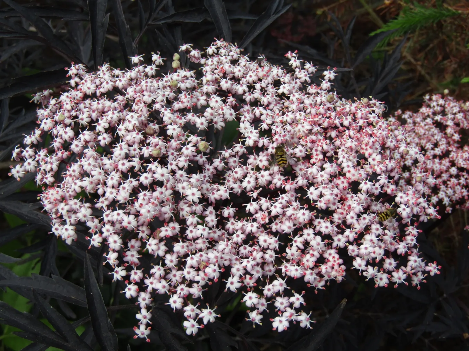 Black Lace Elder (Sambucus Nigra 'Black Lace') — Thriving in USDA zones 4-7, it prefers full sun to partial shade and adaptable to various soil types
