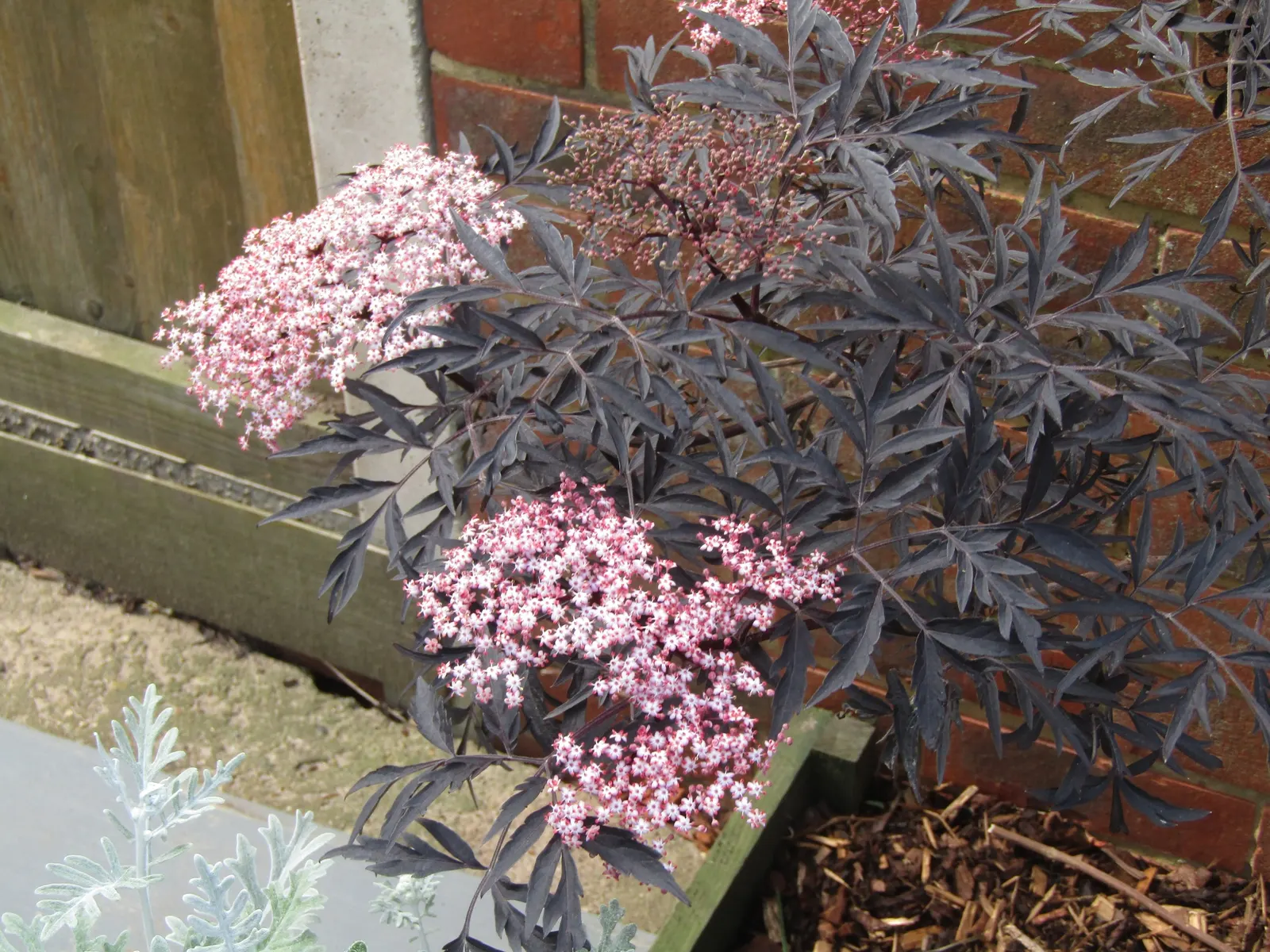 Black Lace Elder (Sambucus Nigra 'Black Lace') — It boasts finely cut, almost black foliage and soft pink spring flowers that give way to dark berries