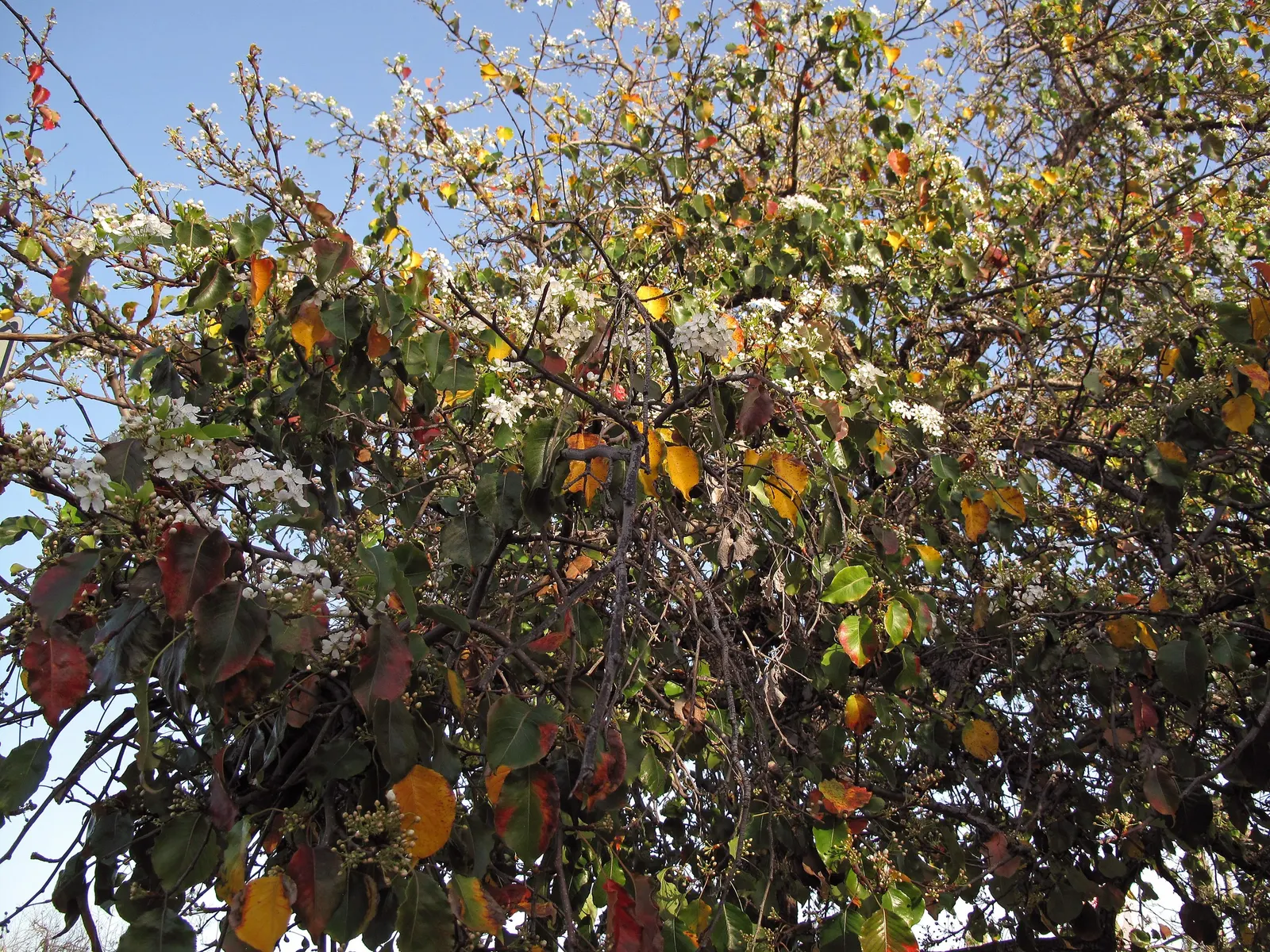 Evergreen Pear (Pyrus Kawakamii) — providing a continuous backdrop for seasonal plantings