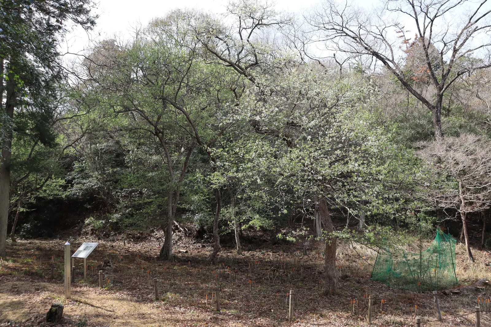 Evergreen Pear (Pyrus Kawakamii) — evergreen foliage and graceful ornamental appeal