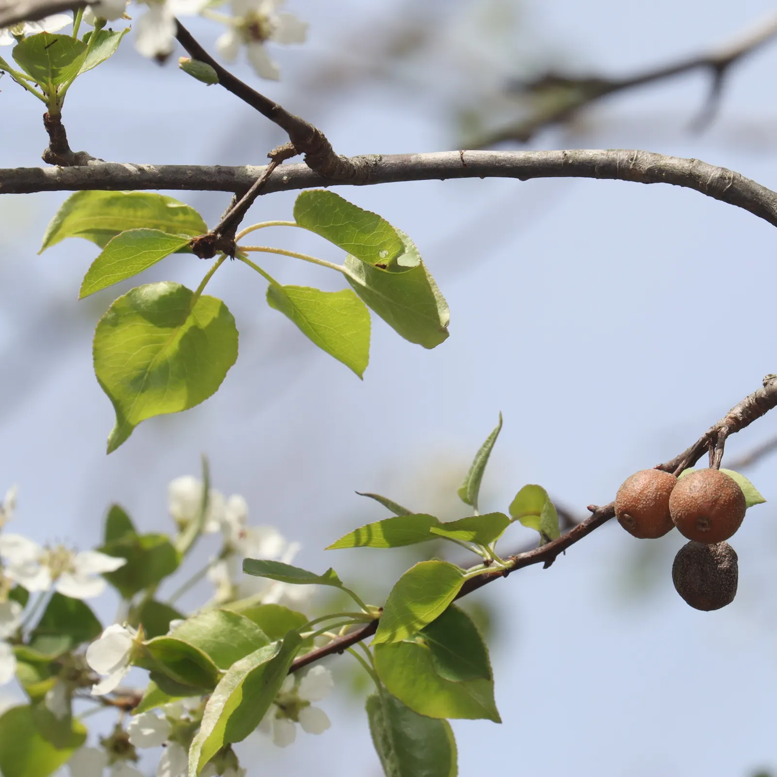 Evergreen Pear (Pyrus Kawakamii) — symmetrical silhouette that serves as an attractive focal point in garden designs.<br><br>The glossy