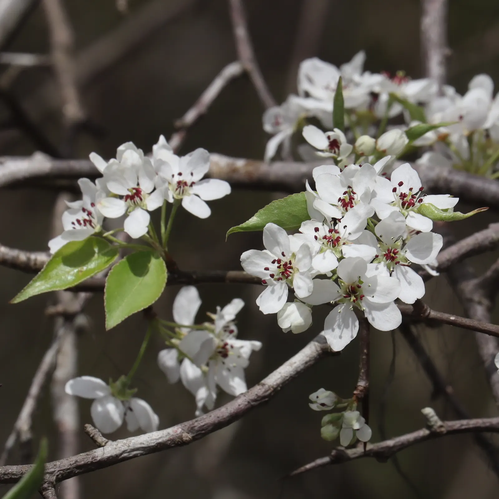 Evergreen Pear (Pyrus Kawakamii) — arranged in conspicuous corymbs that can span up to 3 inches across