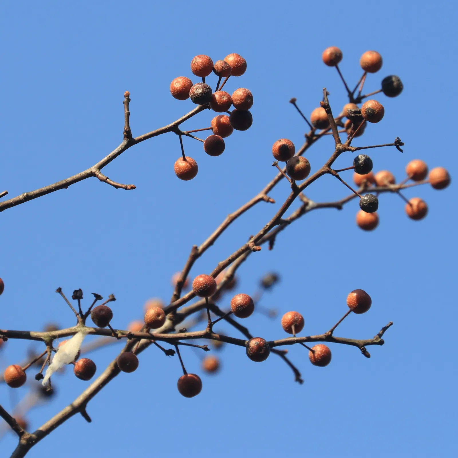 Evergreen Pear (Pyrus Kawakamii) — the tree is adorned with a profusion of white