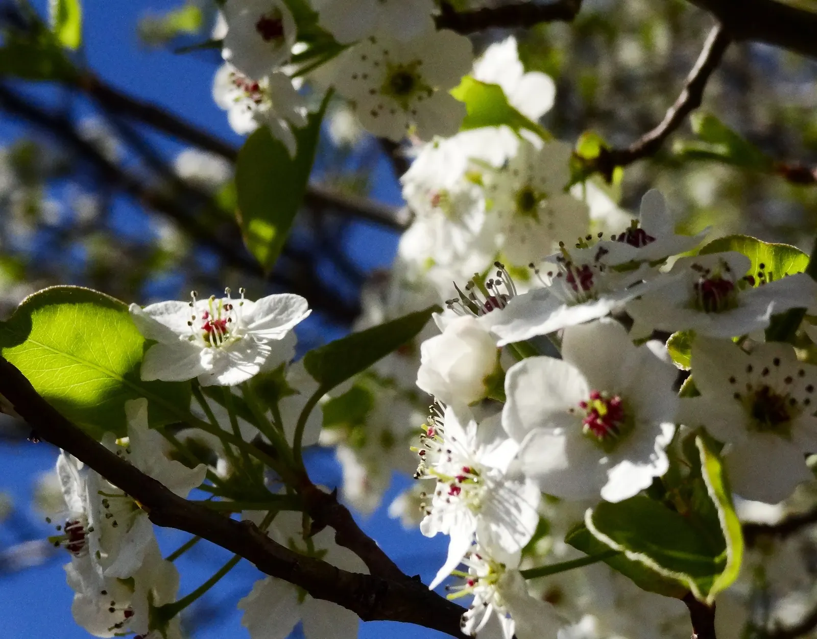 Evergreen Pear (Pyrus Kawakamii) — Its evergreen foliage and profuse winter white blossoms add year-round interest