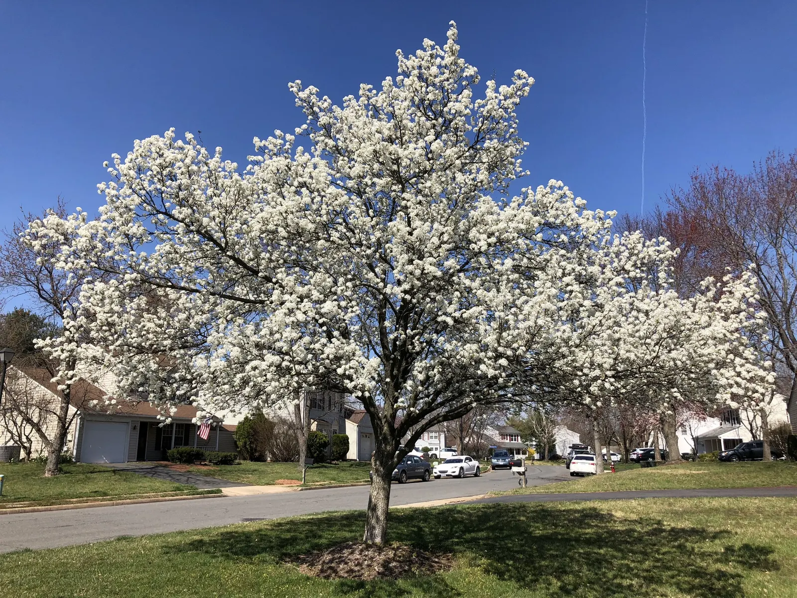 Evergreen Pear (Pyrus Kawakamii) — zones 9-10, it thrives in full sun to partial shade, requiring moderate watering