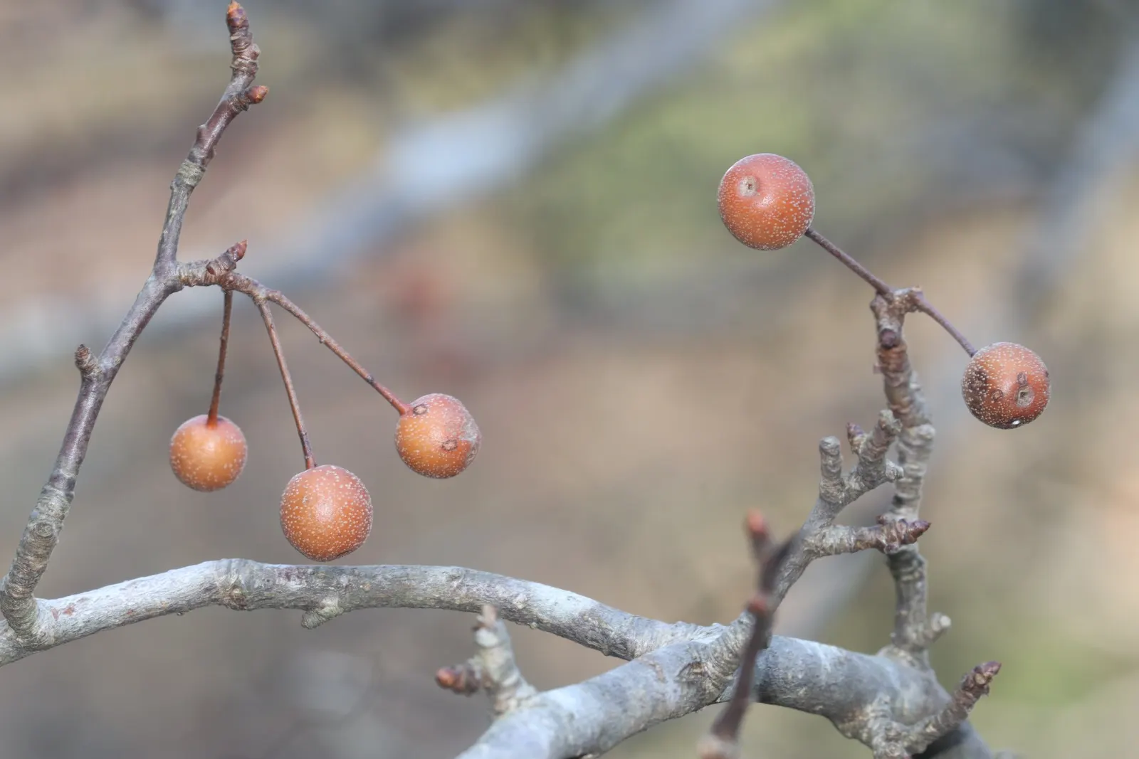 Evergreen Pear (Pyrus Kawakamii) — small to medium-sized ornamental tree reaching up to 15-30 ft in height and 15-20 ft in spread