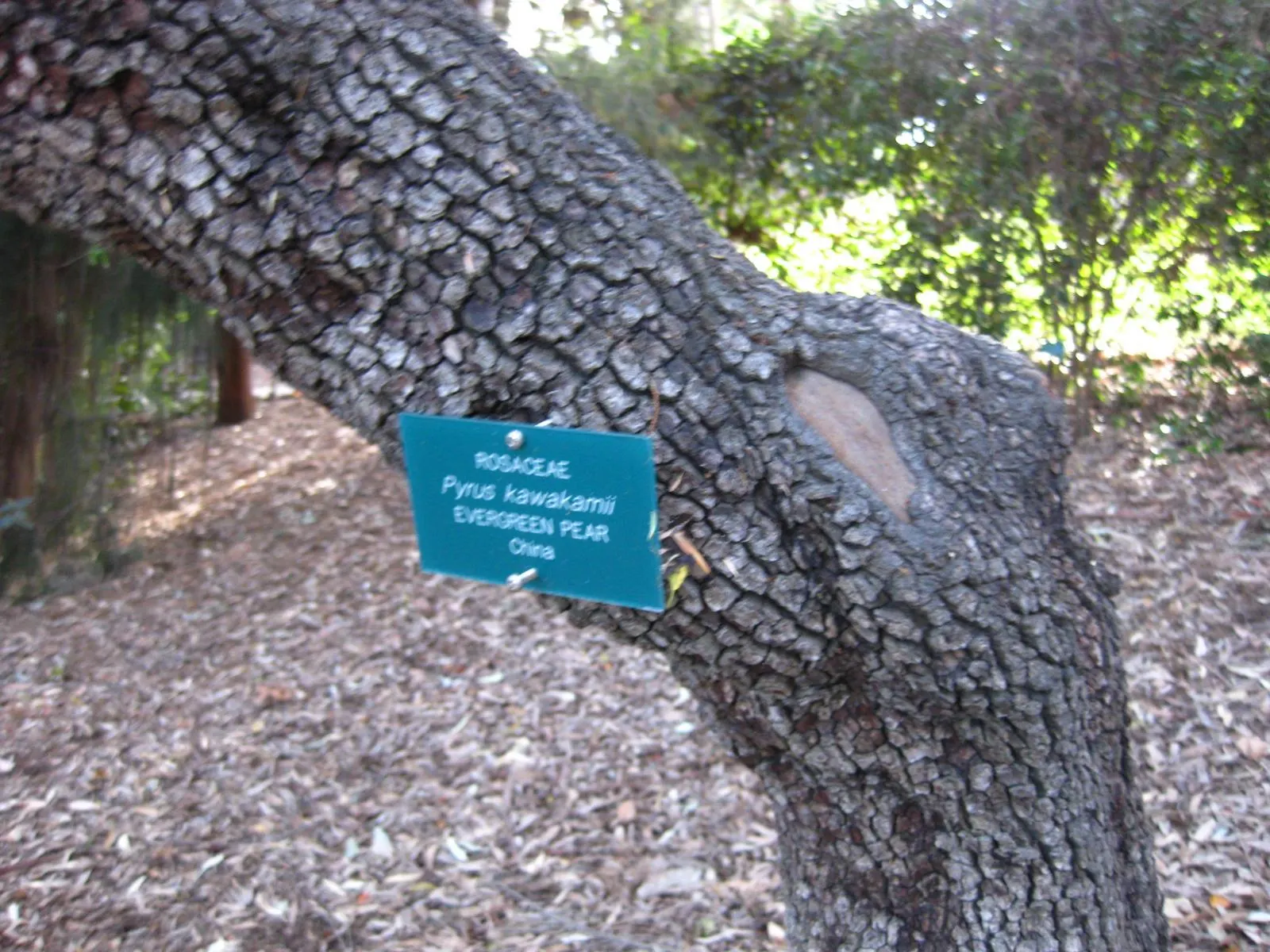 Evergreen Pear (Pyrus Kawakamii) — It is hardy in USDA zones 8 to 9 and is relatively drought-tolerant once established