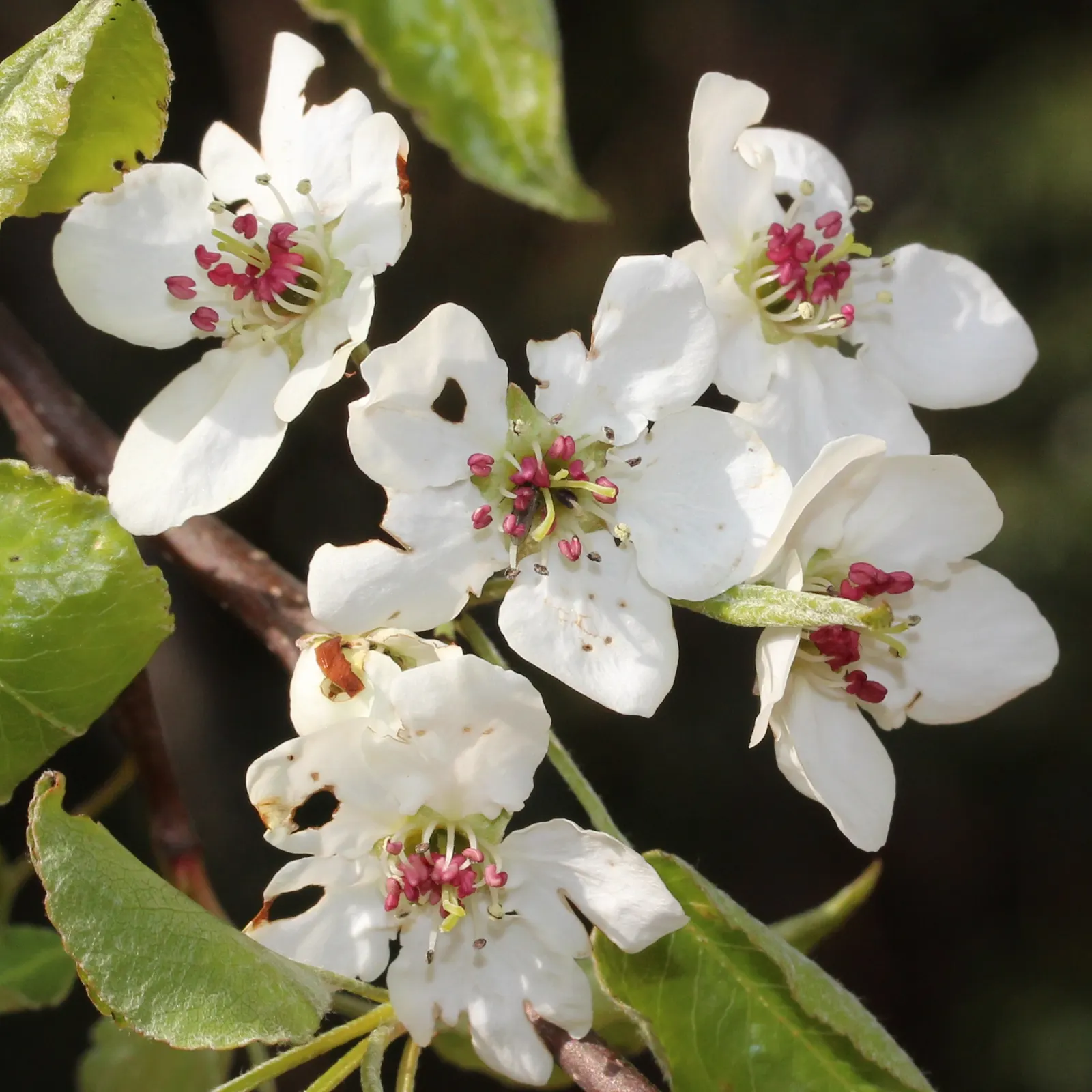 Evergreen Pear (Pyrus Kawakamii) — is a delightful addition to any landscape