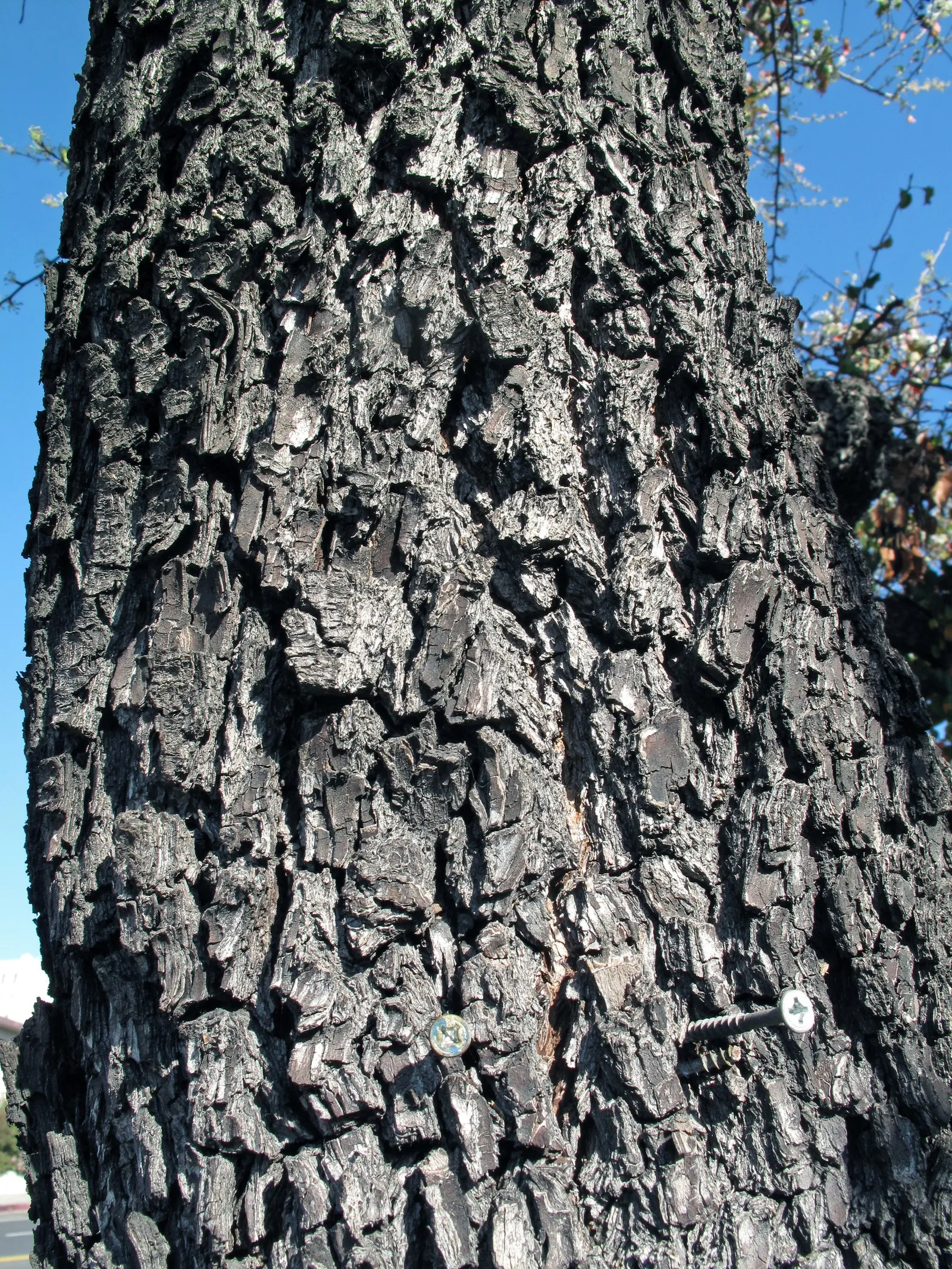 Evergreen Pear (Pyrus Kawakamii) — scientifically known as Pyrus kawakamii
