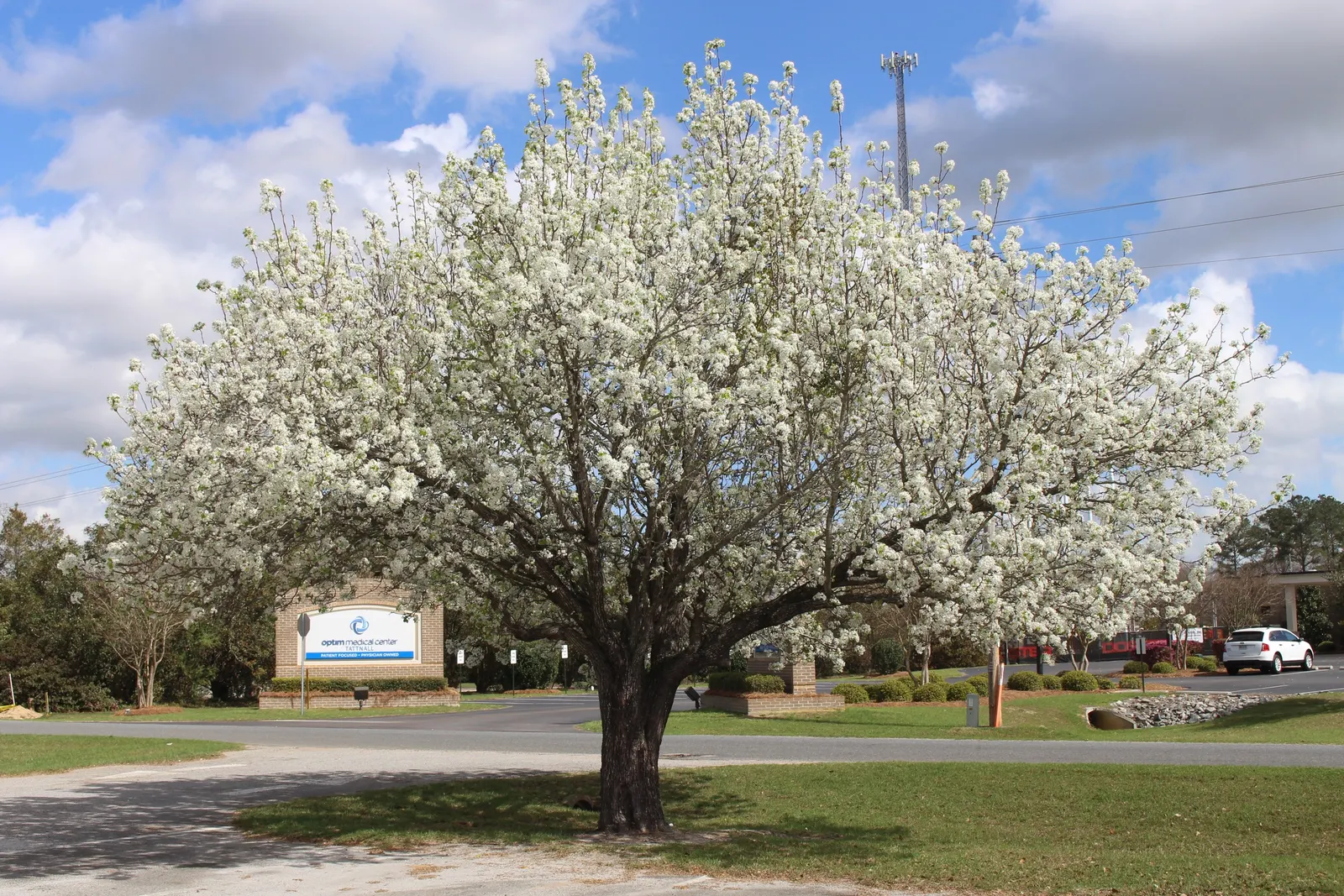 Evergreen Pear (Pyrus Kawakamii) — although regular watering enhances its appearance