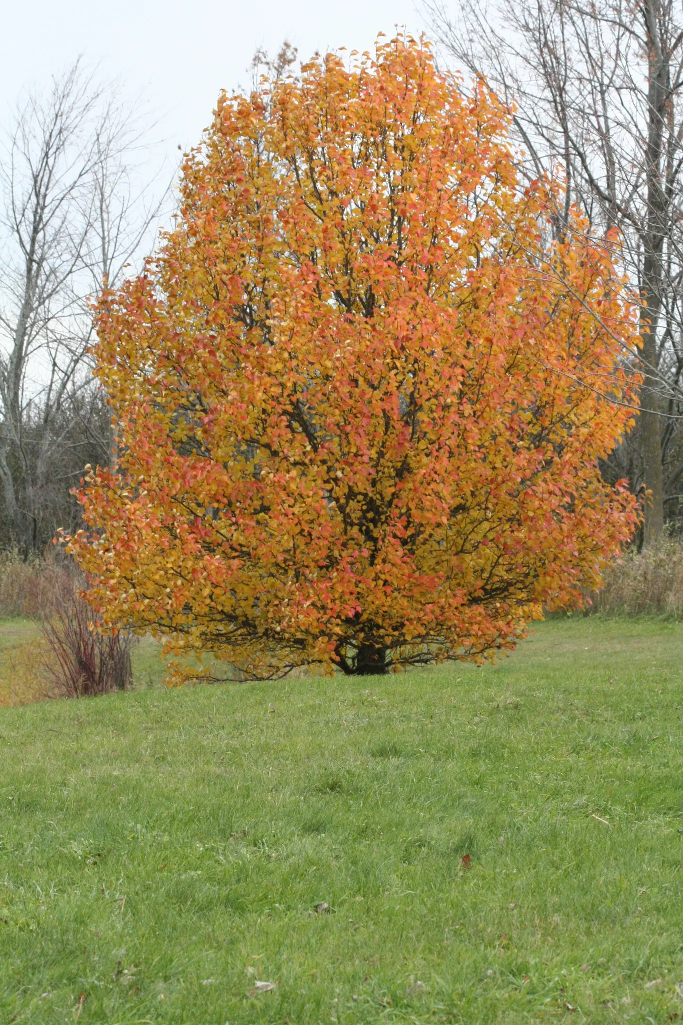 Evergreen Pear (Pyrus Kawakamii) — In late winter to early spring