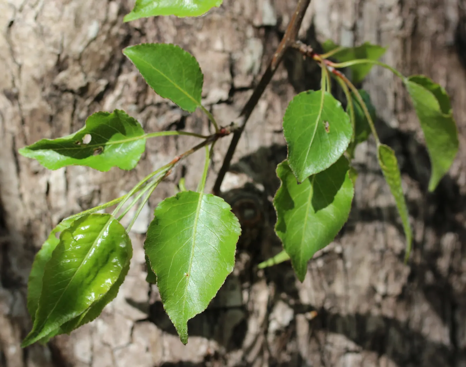 Evergreen Pear (Pyrus Kawakamii) — this low-maintenance tree enhances any landscape with its lush