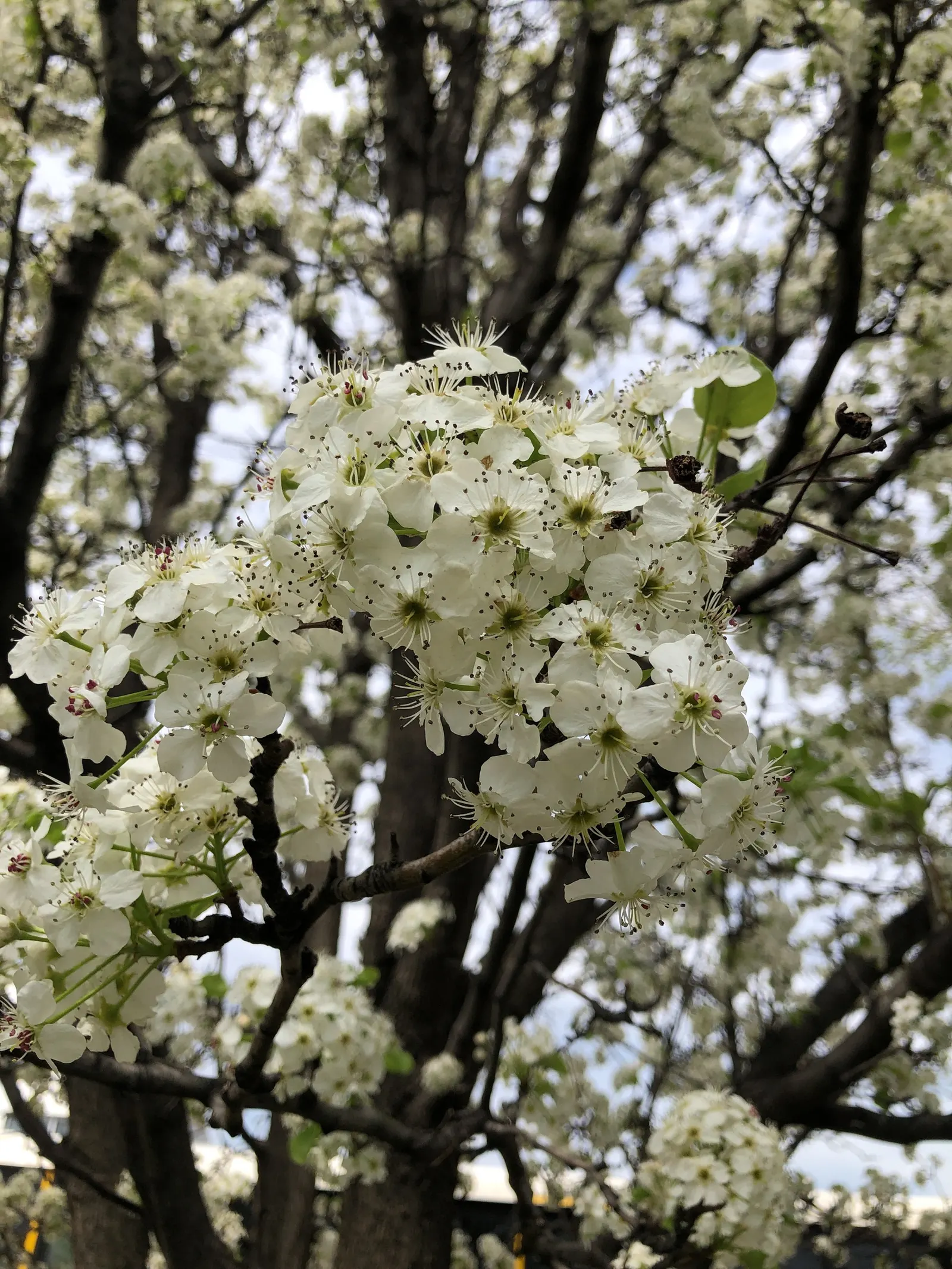 Evergreen Pear (Pyrus Kawakamii) — Perfect for residential gardens and public spaces