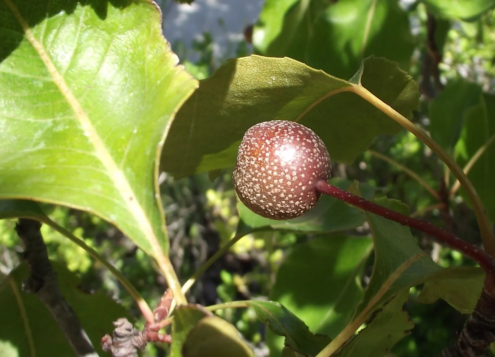 Evergreen Pear (Pyrus Kawakamii) — The Evergreen Pear (Pyrus kawakamii) is a picturesque