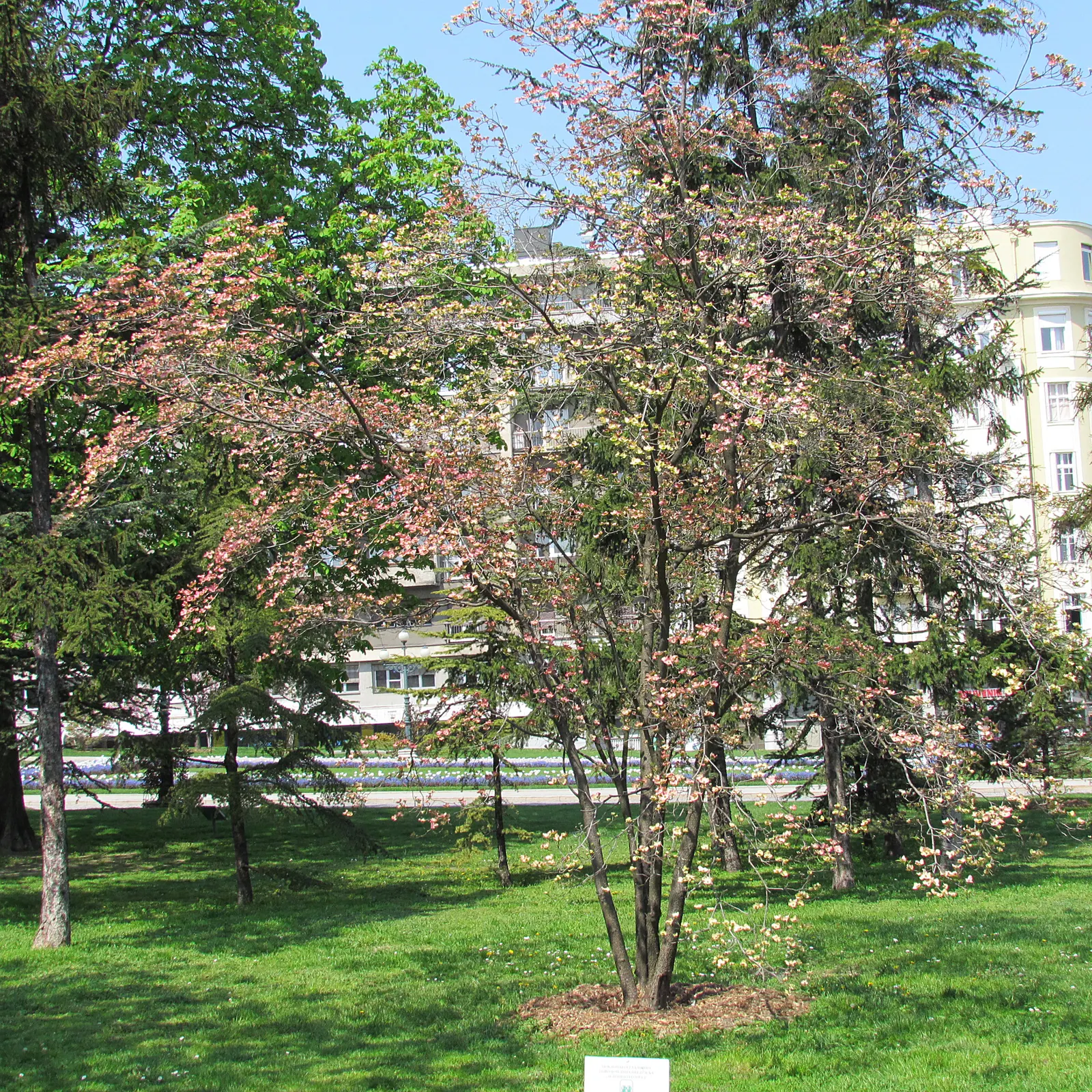 Flowering Dogwood (Cornus Florida) — Prefers well-drained, acidic soil and partial sun