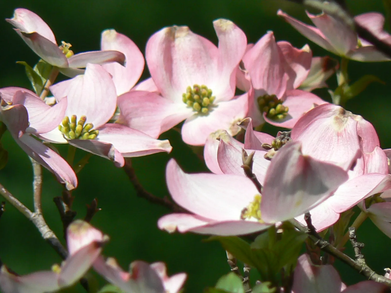 Flowering Dogwood (Cornus Florida) — This deciduous tree boasts a moderate growth rate and prefers well-drained