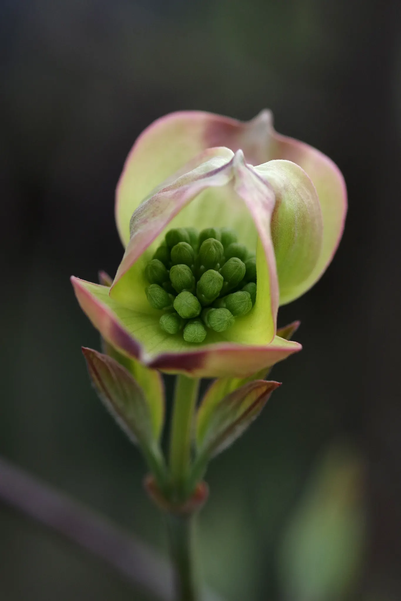 Flowering Dogwood (Cornus Florida) — ridged bark that becomes more textured as the tree matures