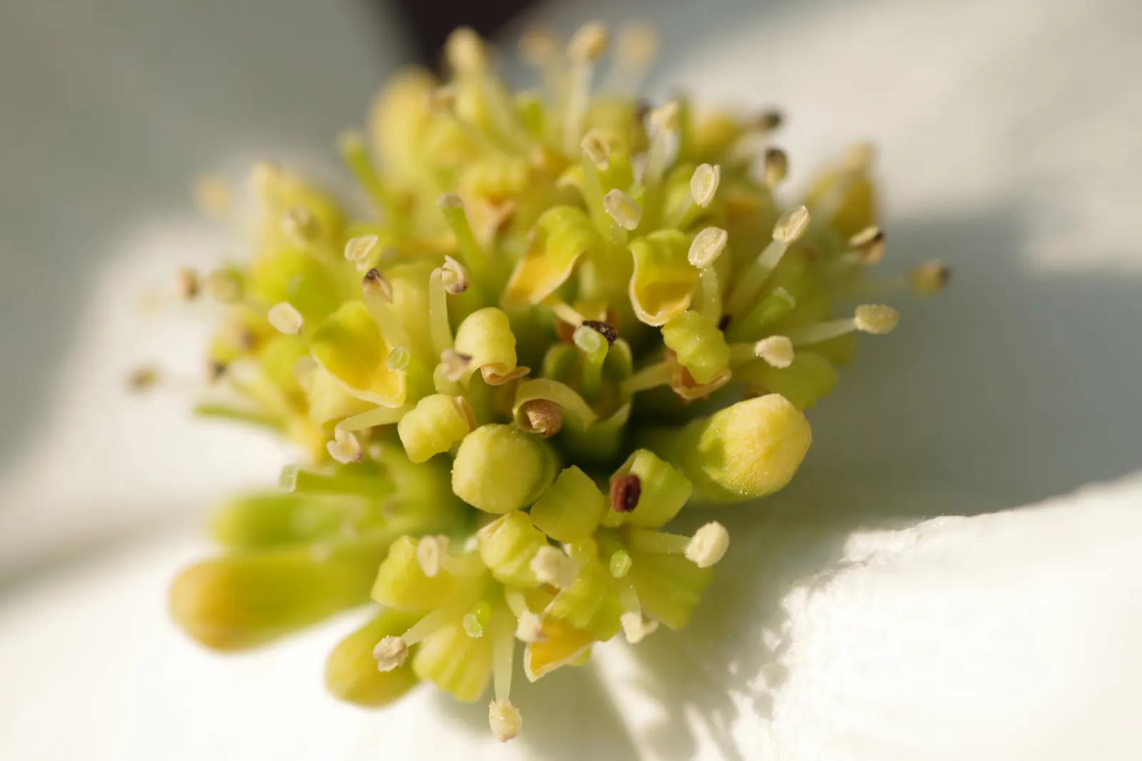 Flowering Dogwood (Cornus Florida) — Its horizontal branching structure adds architectural interest