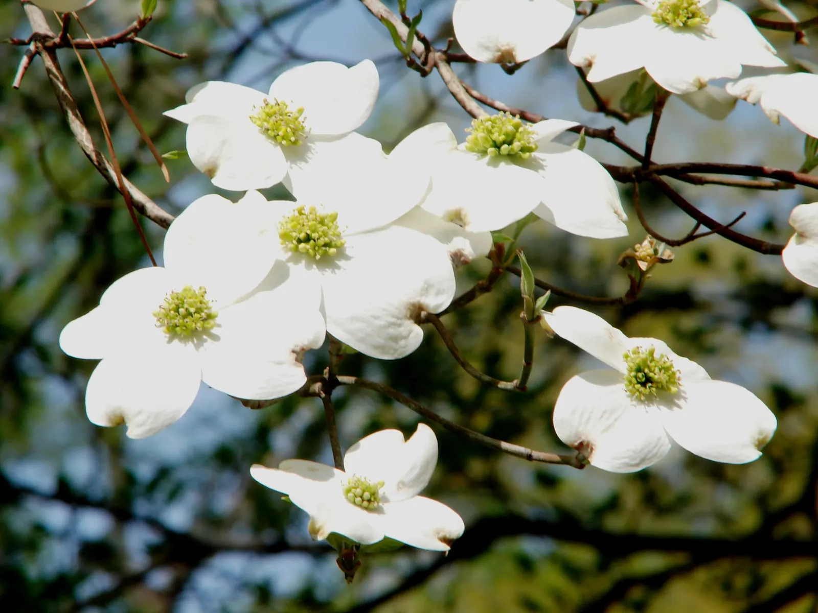 Flowering Dogwood (Cornus Florida) — the Flowering Dogwood is an excellent specimen for residential landscapes