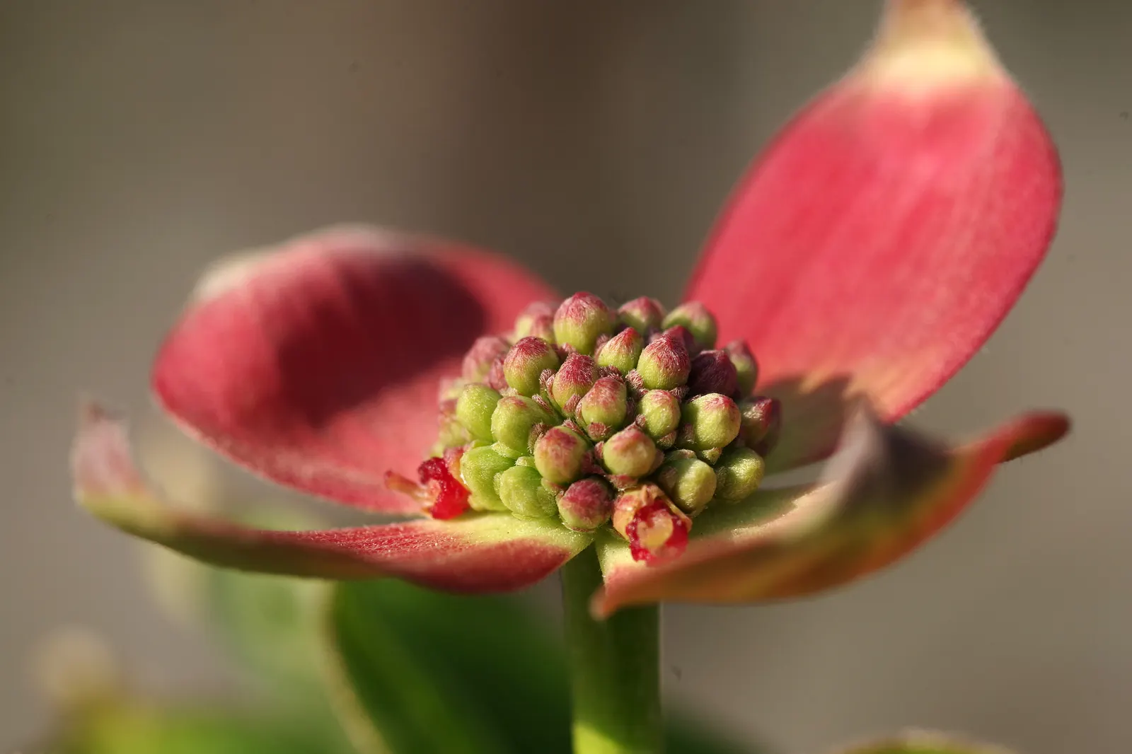 Flowering Dogwood (Cornus Florida) — the tree's foliage transforms into a fiery array of reds and purples