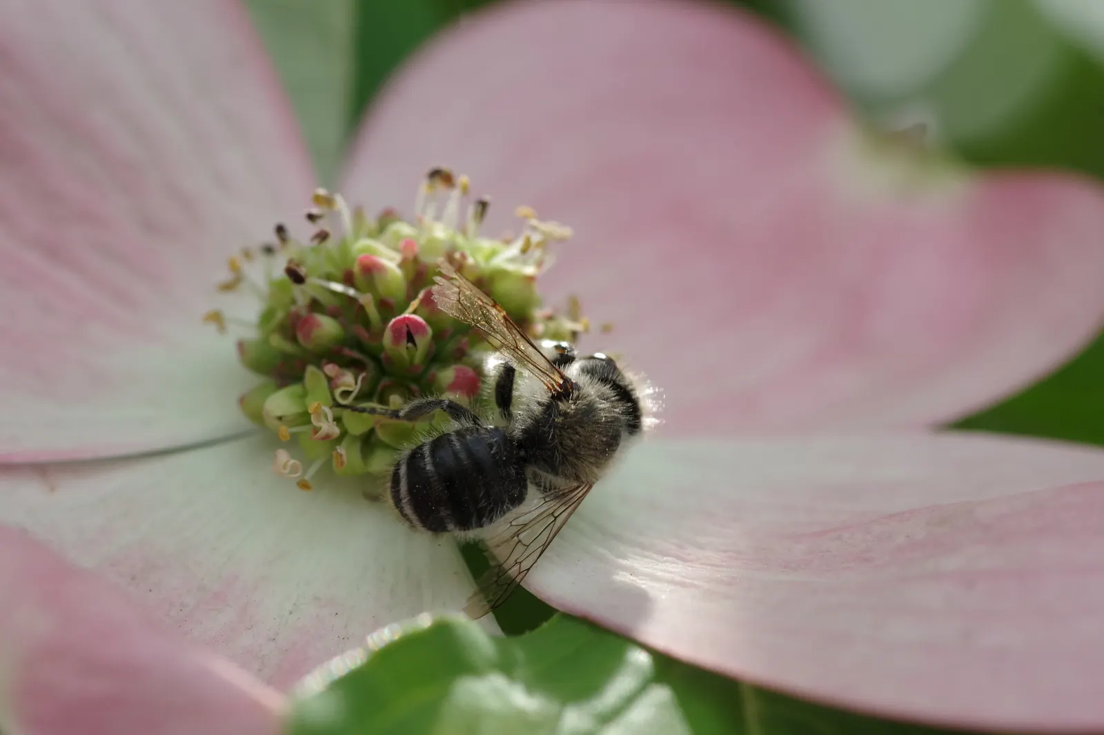 Flowering Dogwood (Cornus Florida) — As an assistant landscape architect