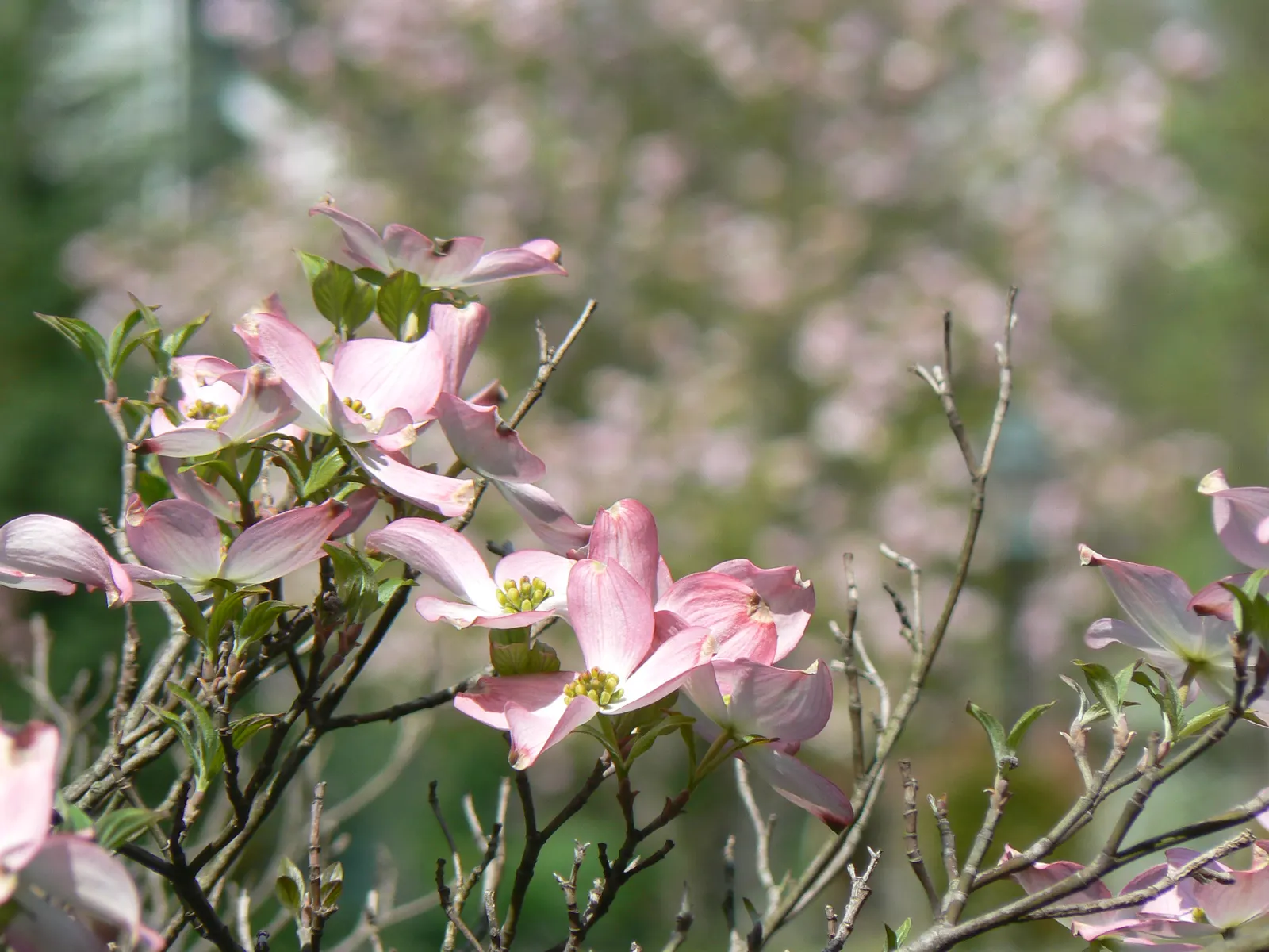 Flowering Dogwood (Cornus Florida) — the Flowering Dogwood captivates with its showy bracts - often mistaken for petals - that surround the true