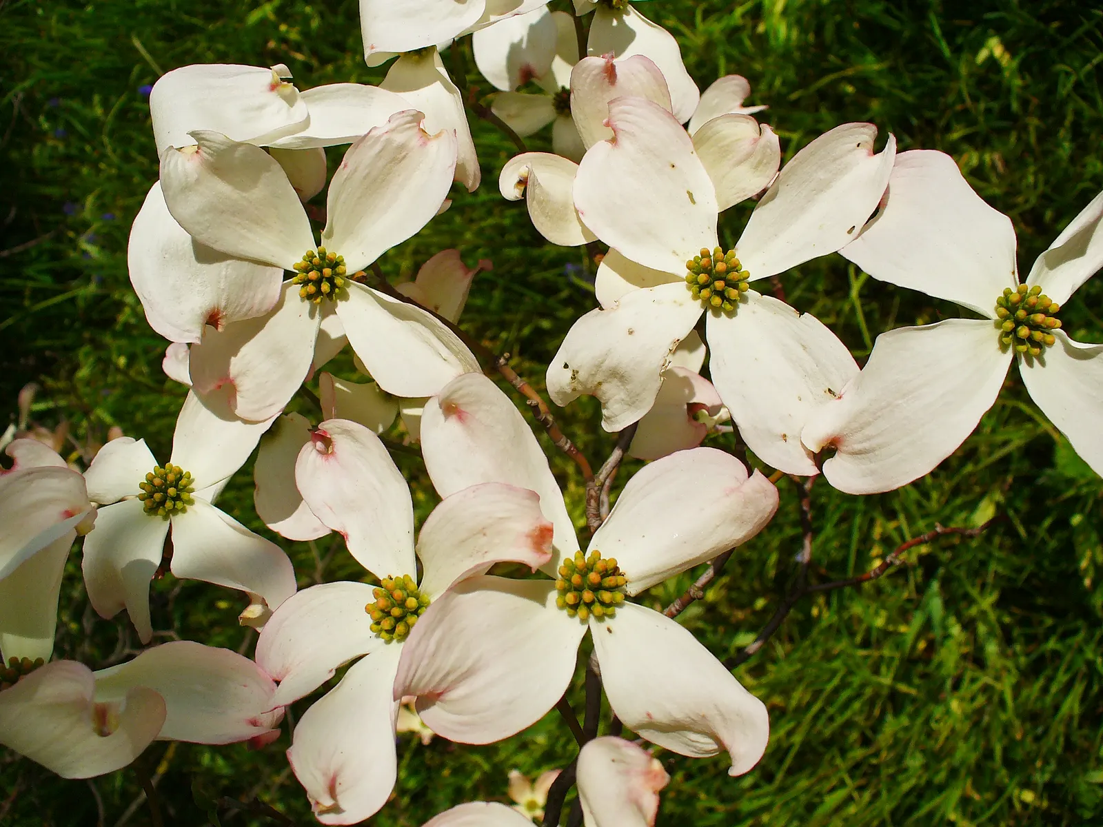Flowering Dogwood (Cornus Florida) — It thrives in USDA Hardiness Zones 5 through 9