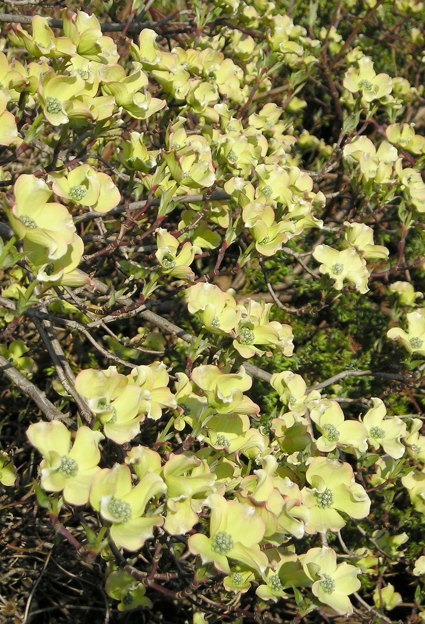 Flowering Dogwood (Cornus Florida) — is a classic ornamental tree cherished for its year-round beauty