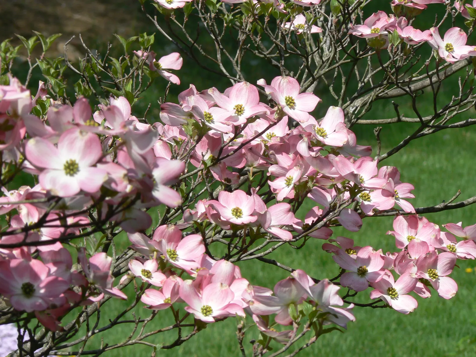 Flowering Dogwood (Cornus Florida) — performing best in partial shade to full sun exposure.<br><br>In the spring