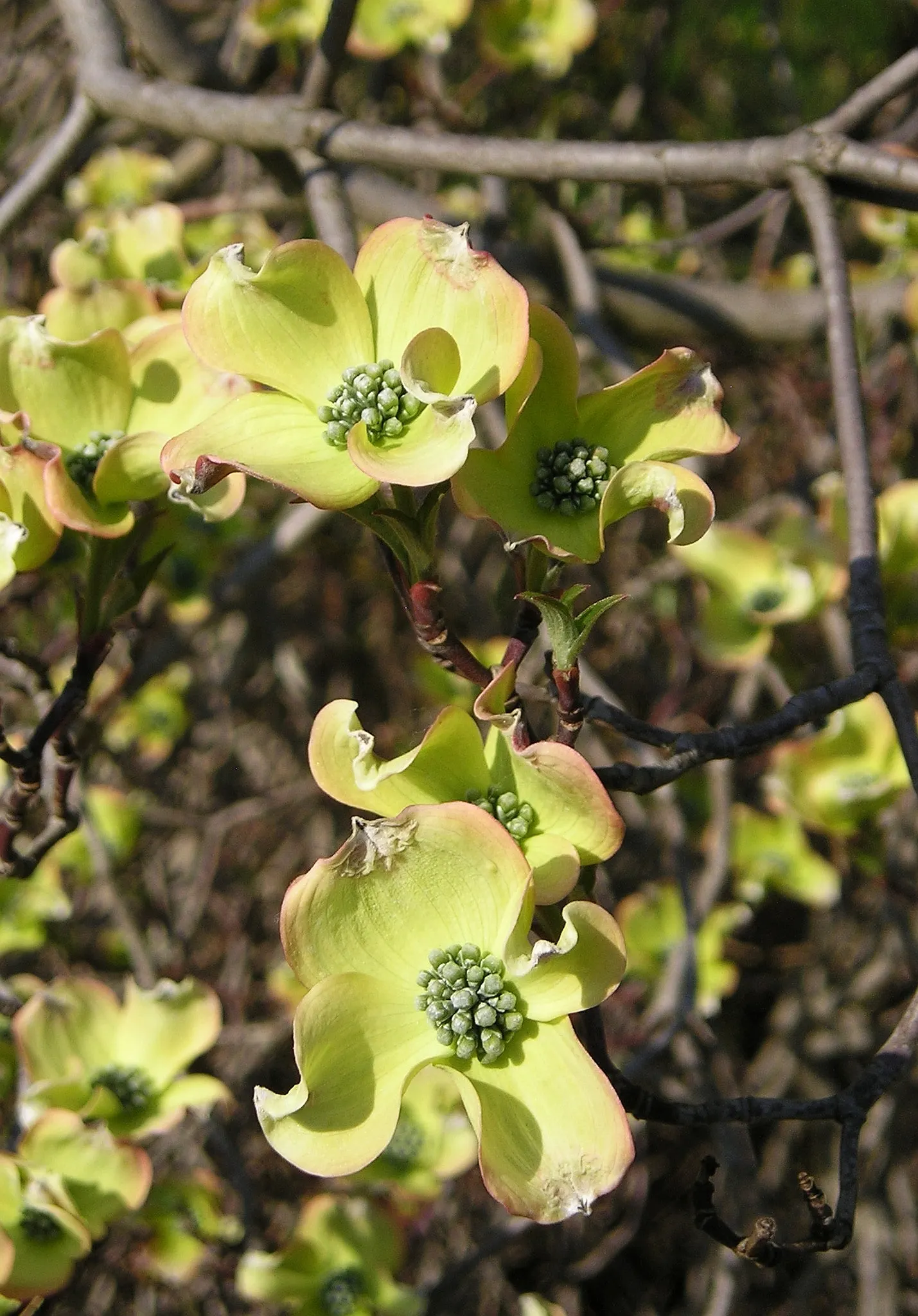 Flowering Dogwood (Cornus Florida) — it boasts red-purple autumn leaves and bright red berries