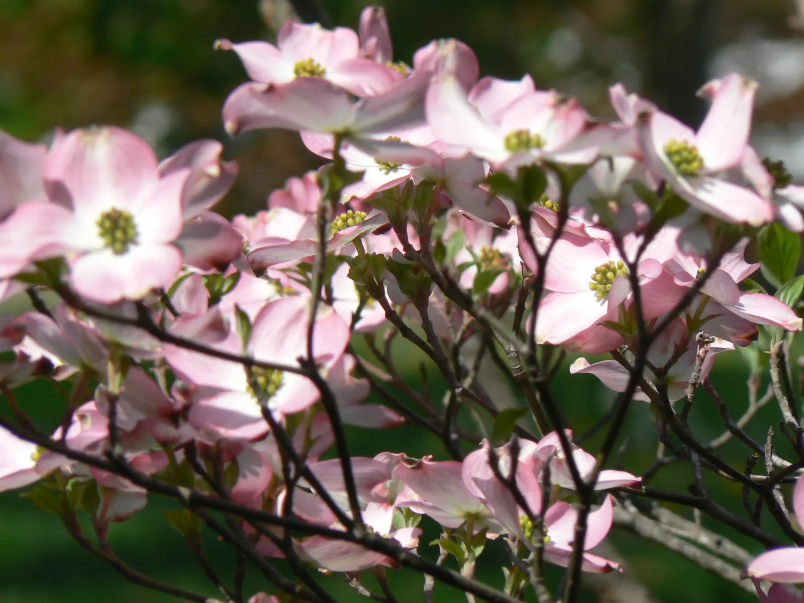 Flowering Dogwood (Cornus Florida) — These bracts are most commonly white but can exhibit hues of pink or red