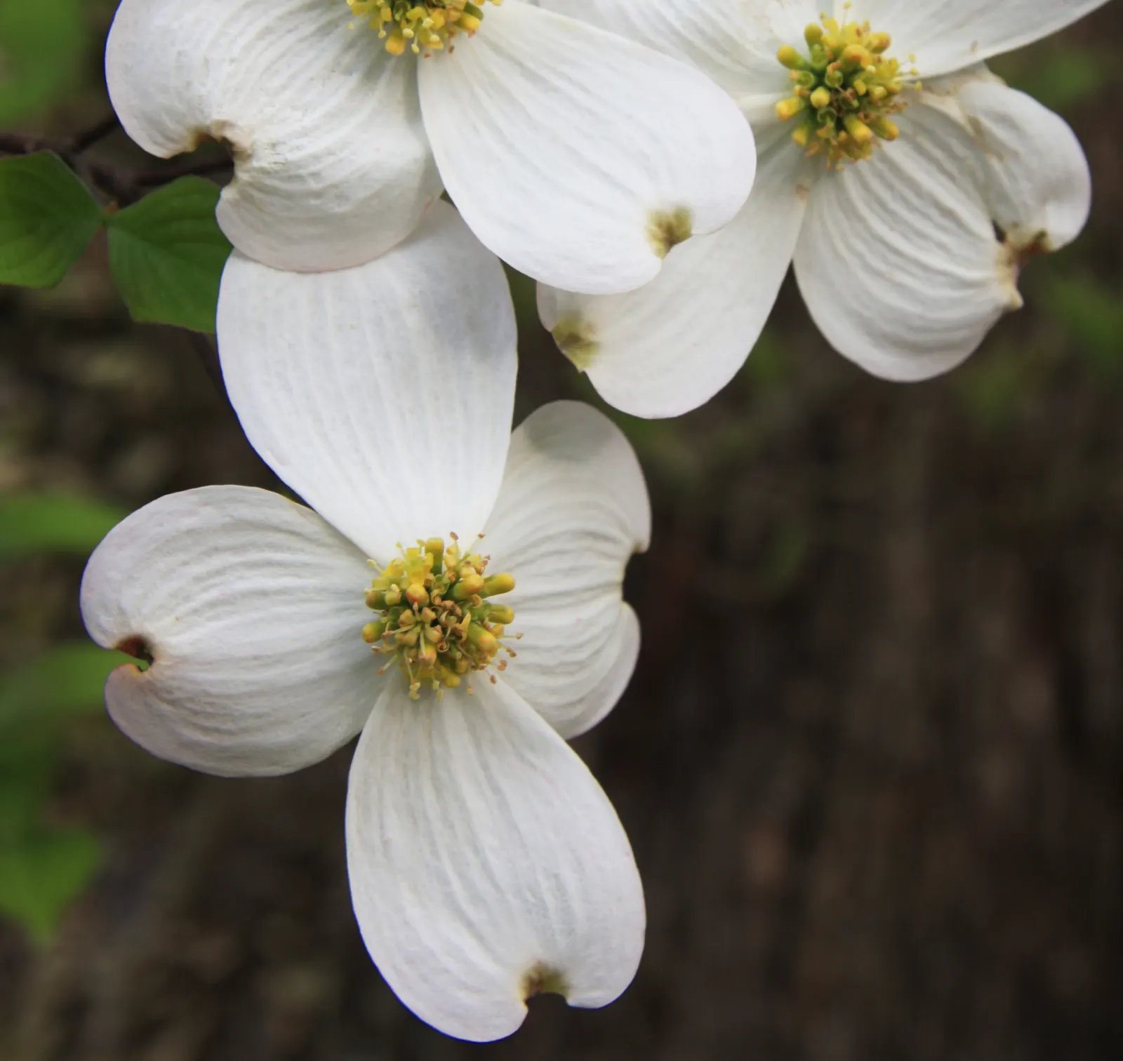 Flowering Dogwood (Cornus Florida) — Its blossoms not only add ornate value but also attract pollinators to the landscape.<br><br>By autumn
