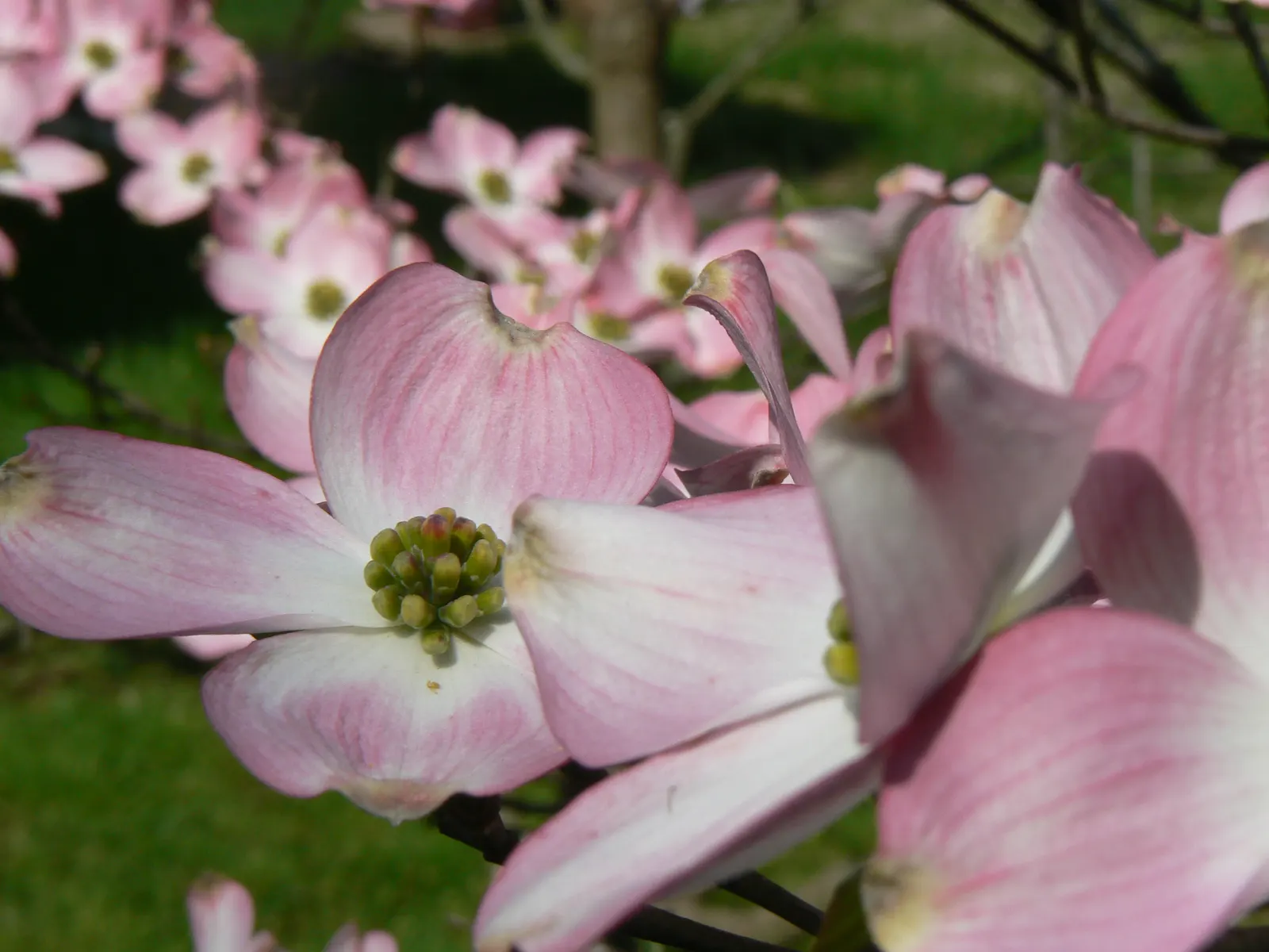 Flowering Dogwood (Cornus Florida) — reaching a mature height of 15 to 30 feet with a spread of 15 to 30 feet