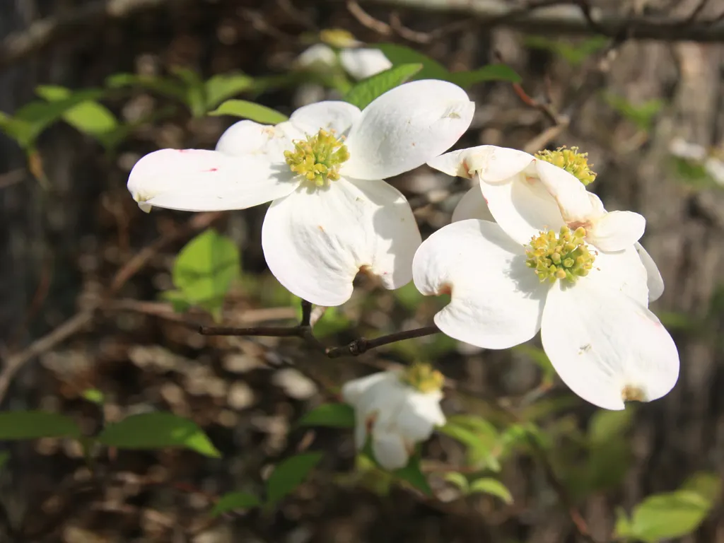 Flowering Dogwood (Cornus Florida) — bringing a layered aesthetic and ecological benefits