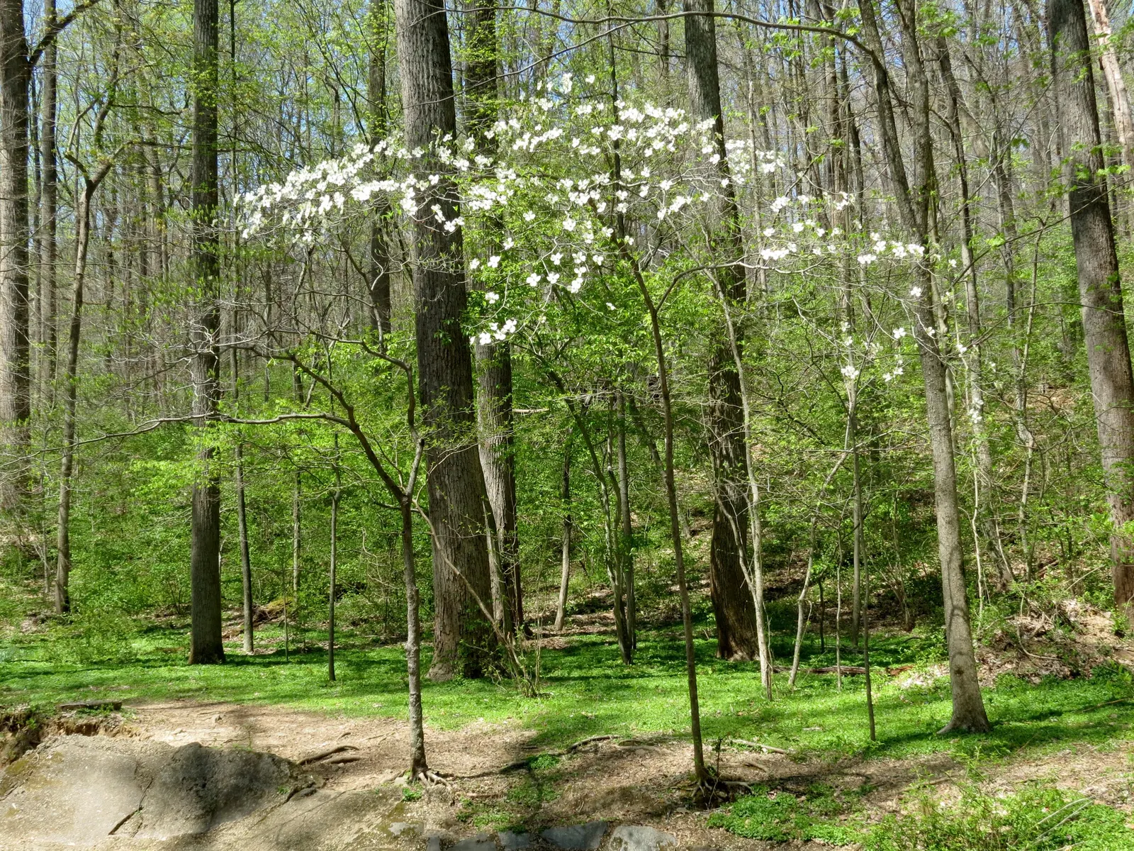 Flowering Dogwood (Cornus Florida) — remember to space these trees adequately apart to ensure proper air circulation and avoid overcrowding