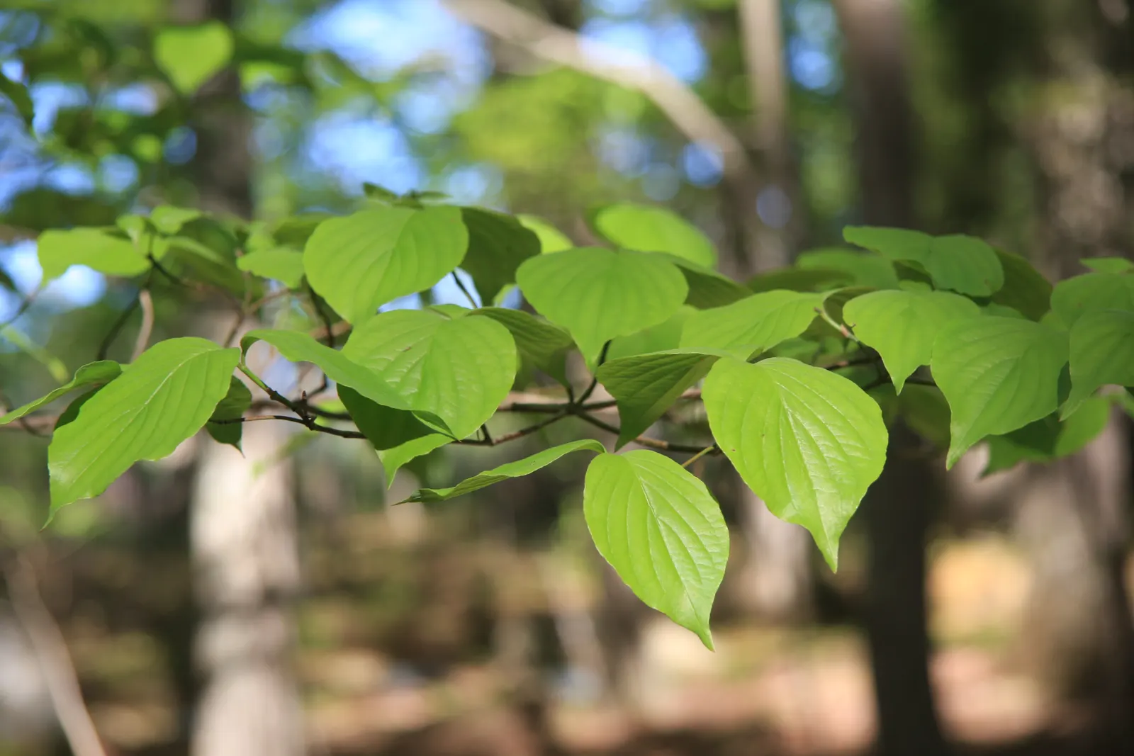 Flowering Dogwood (Cornus Florida) — accompanied by bright red berries that provide nourishment for local bird species