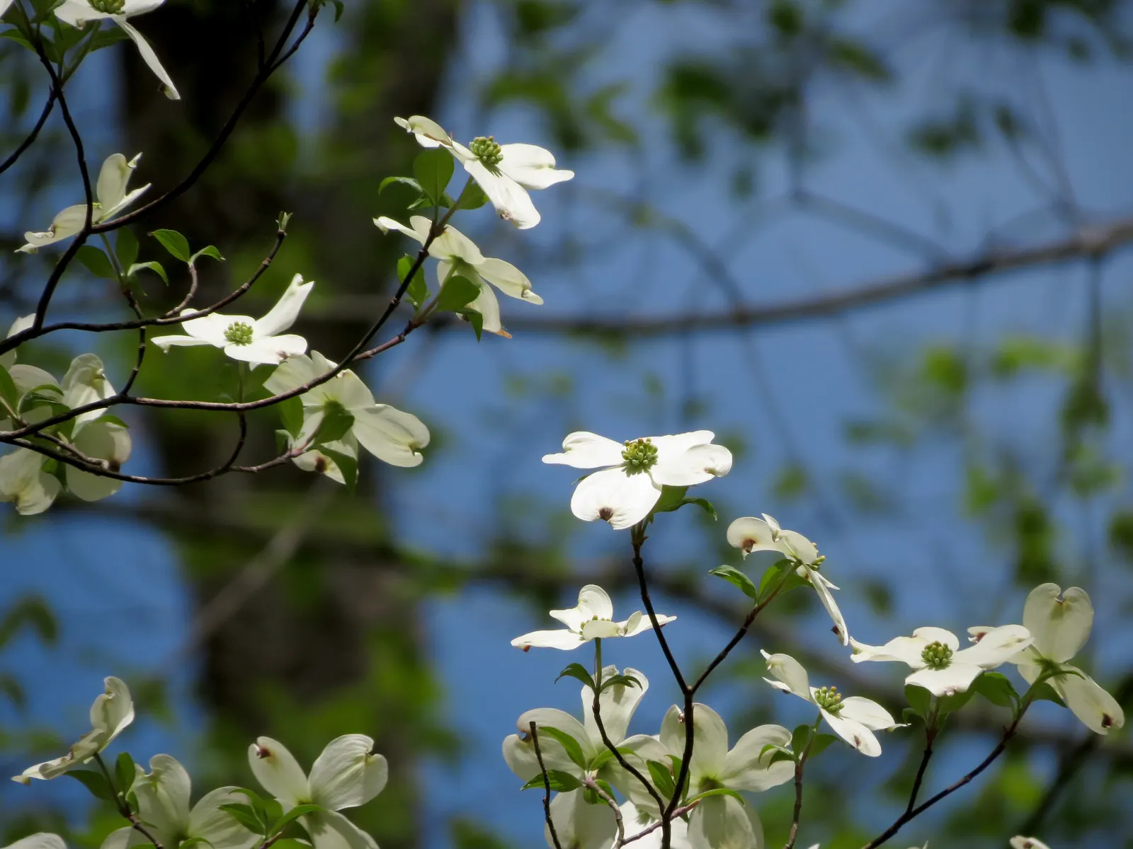 Flowering Dogwood (Cornus Florida) — Hardy in zones 5-9, it's ideal as a specimen tree or in mixed borders for a four-season appeal