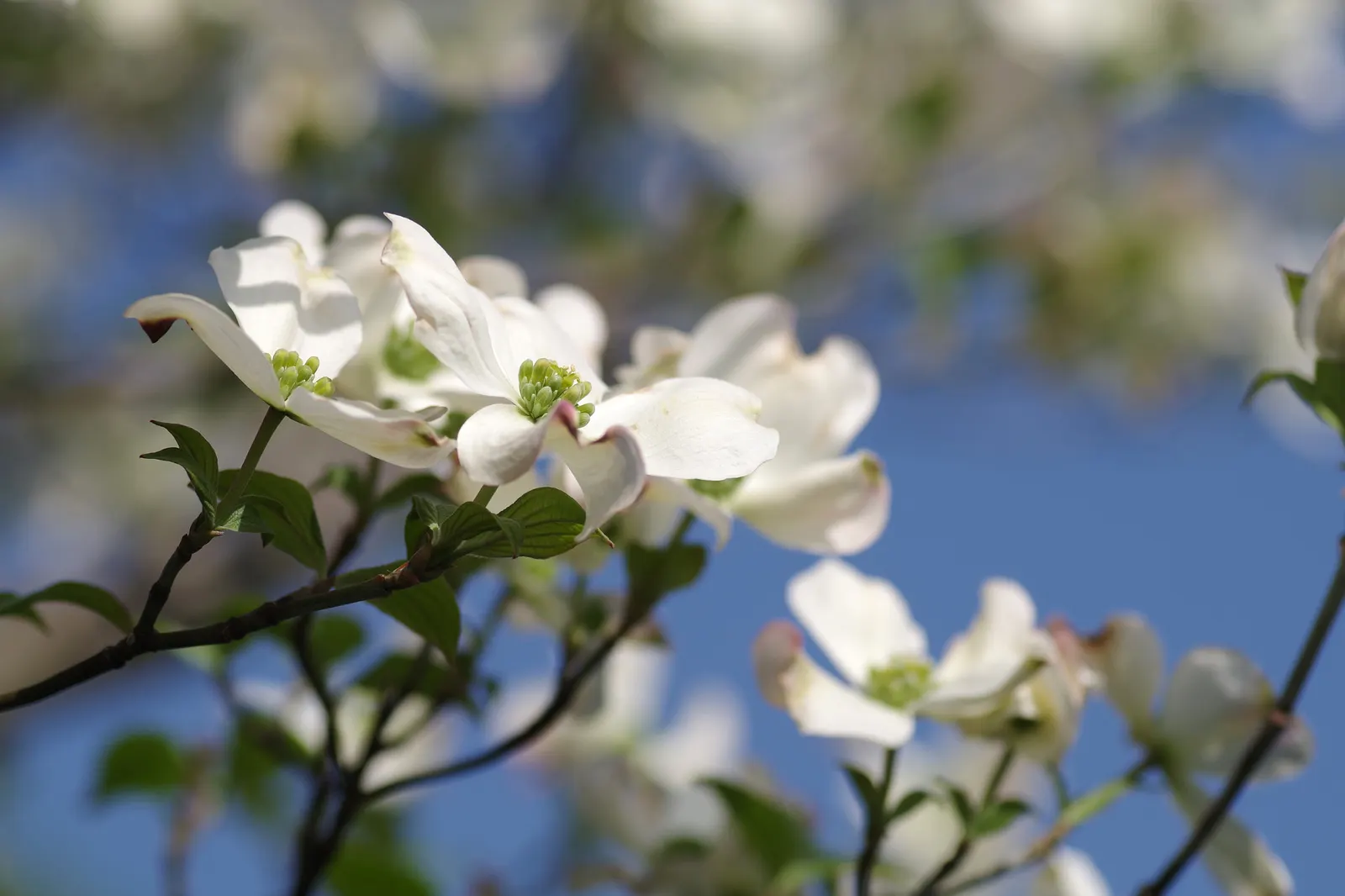 Flowering Dogwood (Cornus Florida) — the berries offer a striking visual contrast against the dark brown